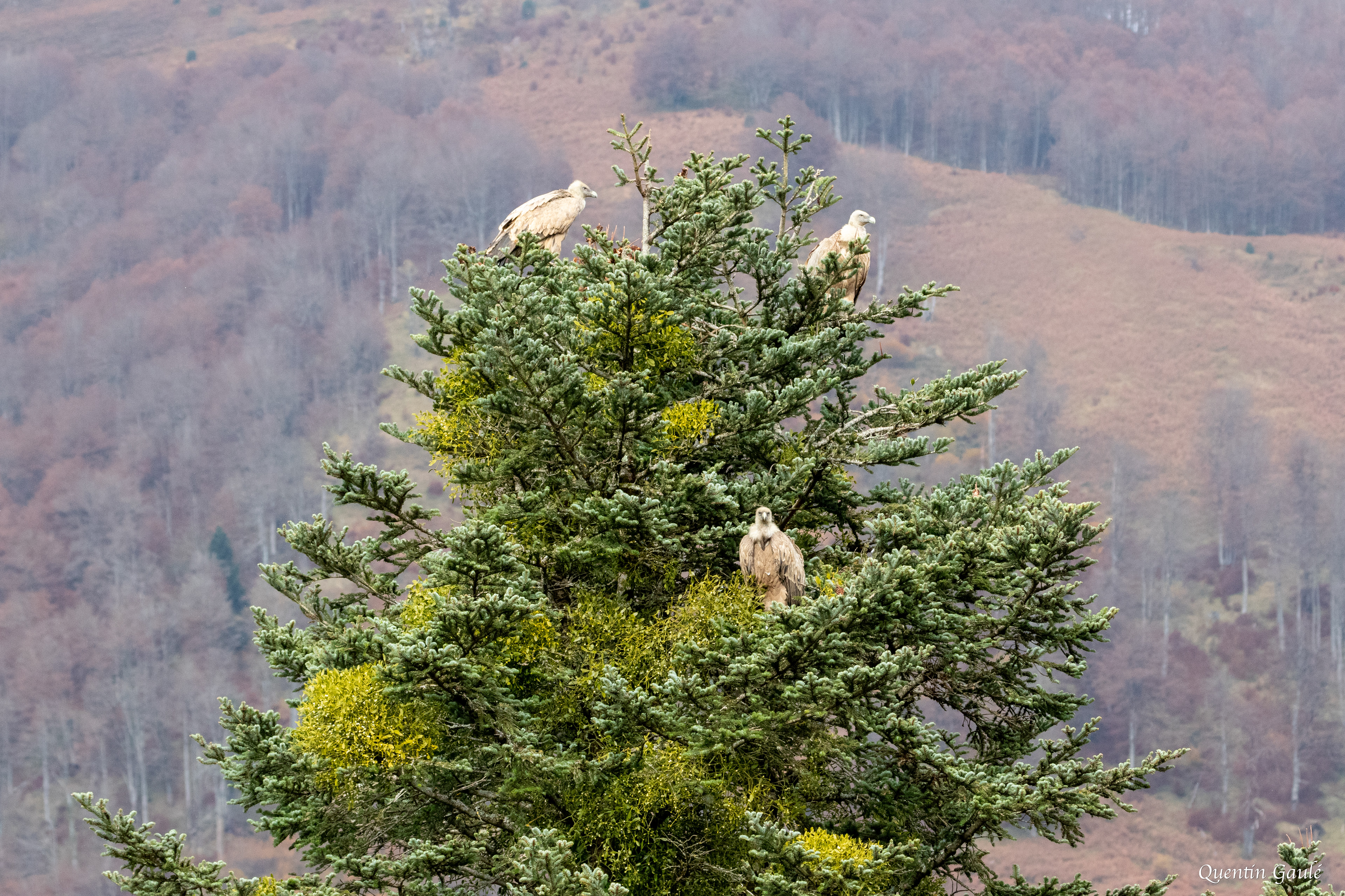 Vautour fauve (Gyps fulvus) - Lescun, Pyrénées-Atlantiques (64)