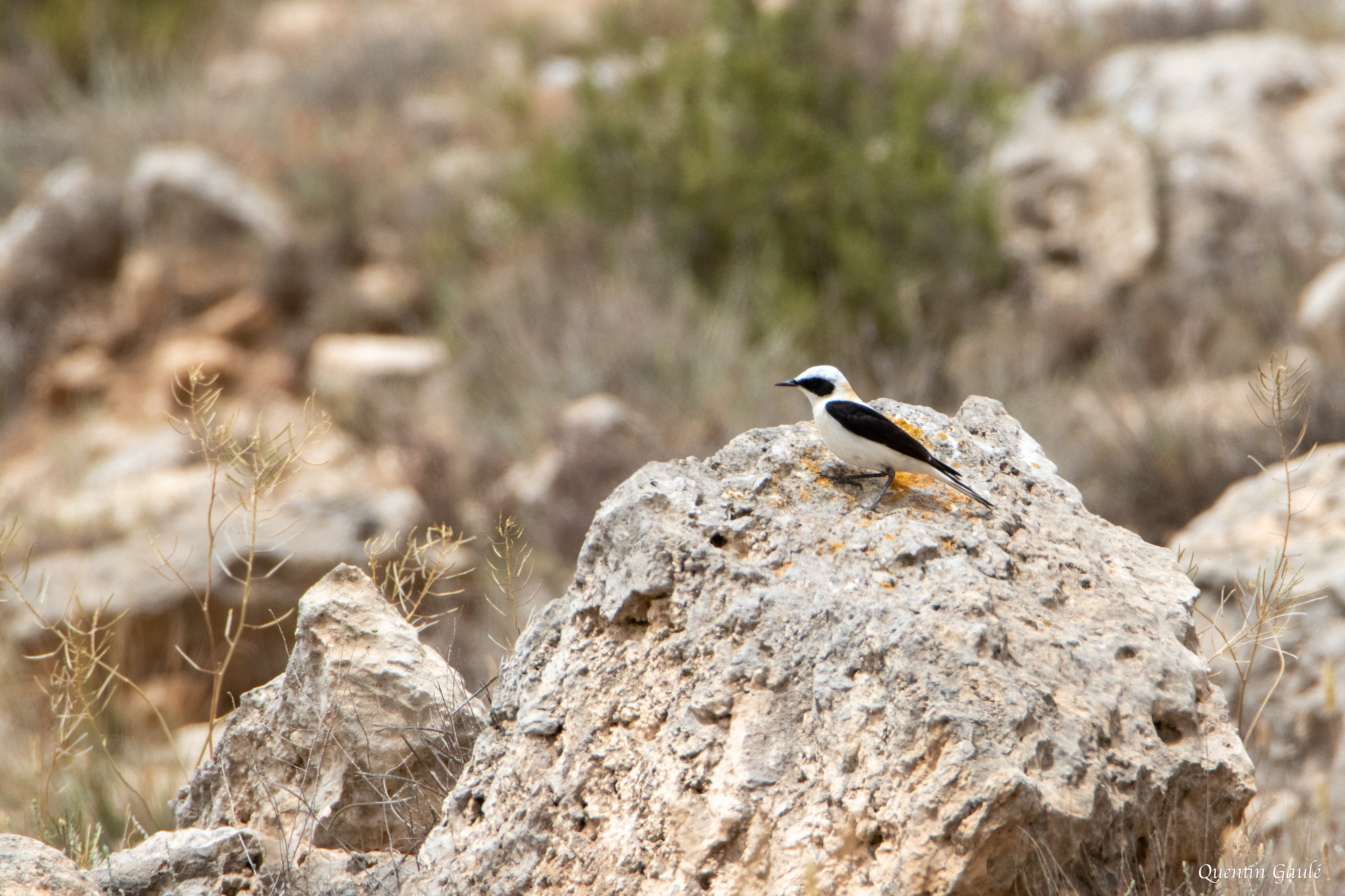 Traquet oreillard (Oenanthe hispanica) - Parc Naturel des Bardenas Reales, Navarre (Espagne)