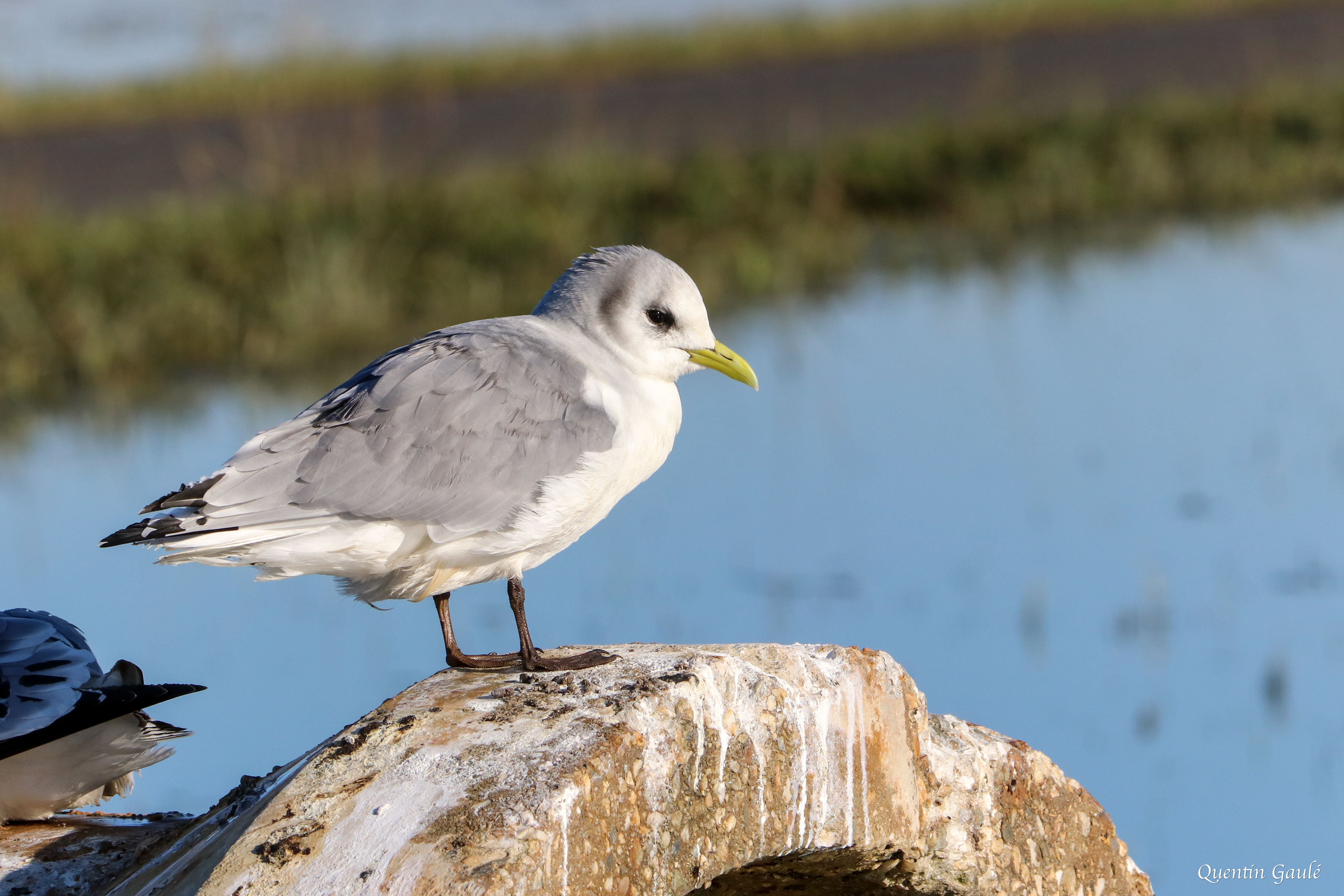 Mouette tridactyle (Rissa tridactyla) - Guiche (64)