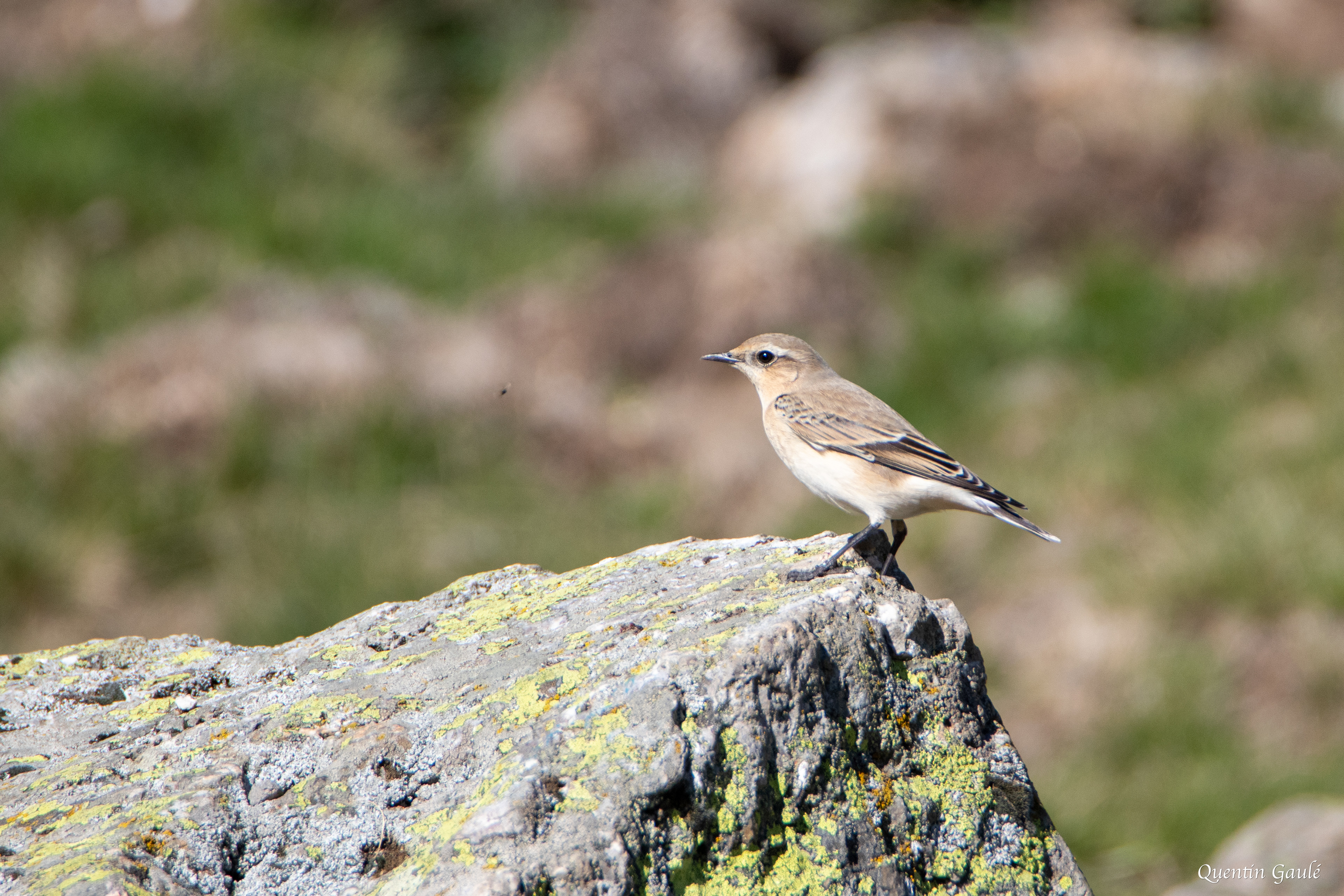 Traquet motteux (Oenanthe oenanthe) - Col du Pourtalet, Laruns (64)