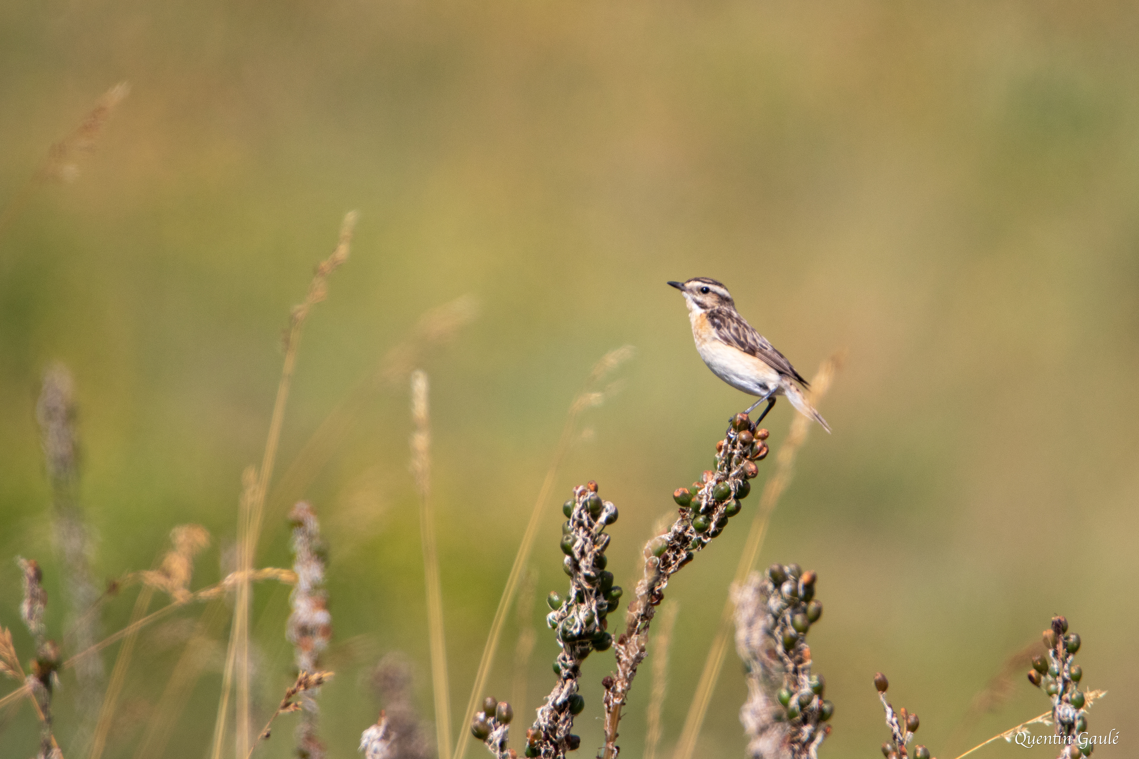 Tarier des prés (Saxicola rubetra) - Col du Pourtalet, Laruns (64)