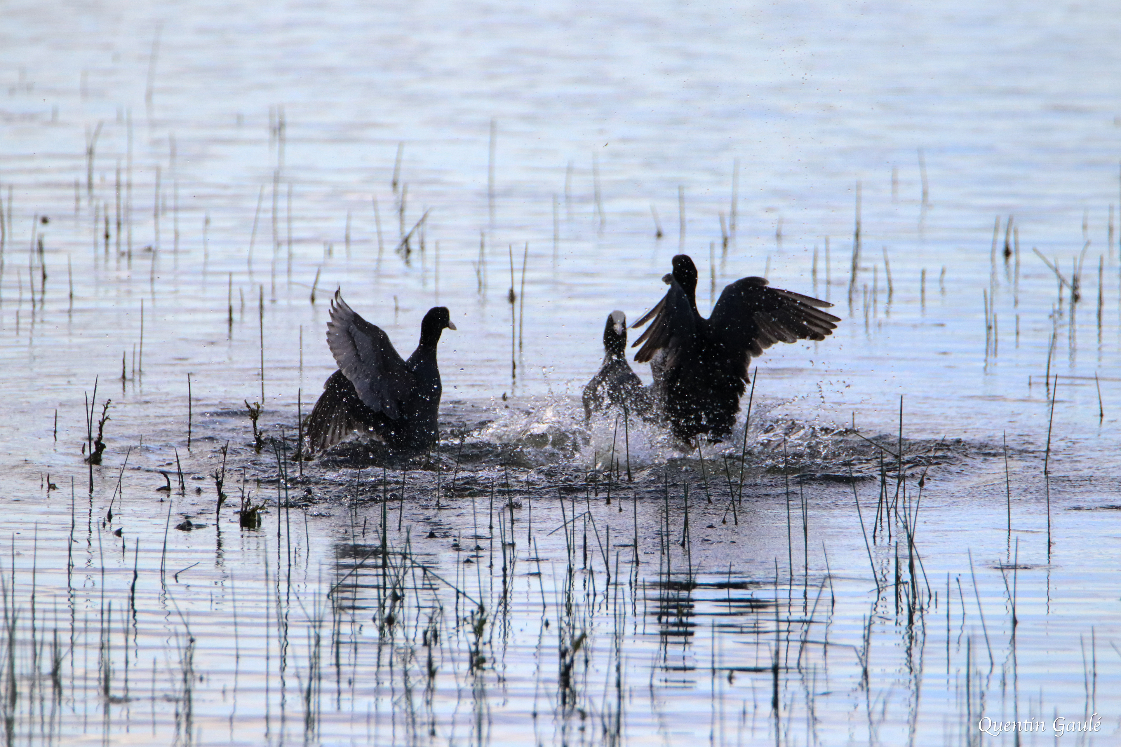 Foulque macroule (Fulica atra) - Étang de Châtillon-en-Vendelais, Ile-et-Vilaine (35)