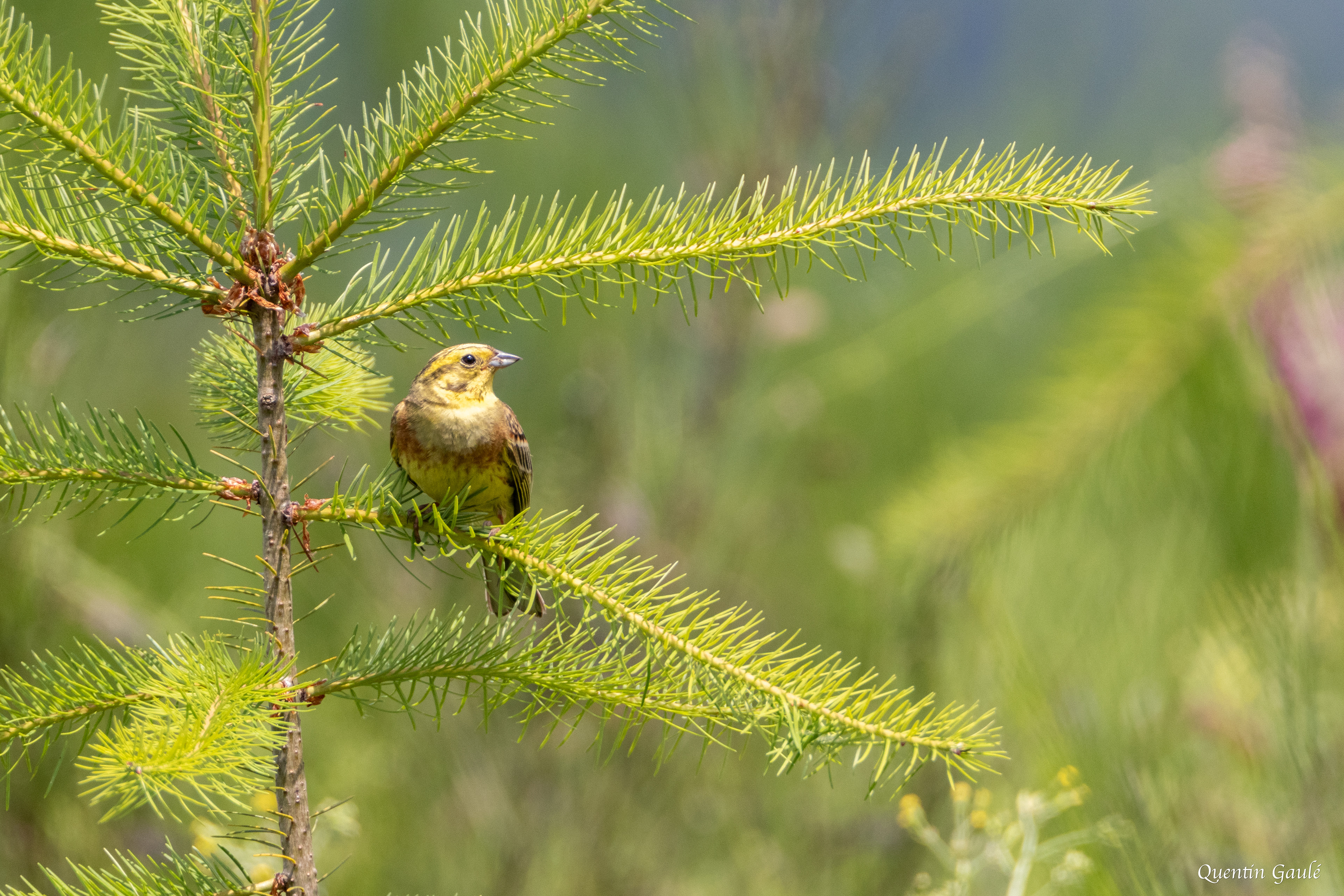 Bruant jaune (Emberiza citrinella) - Saint-Martin-Château, Creuse (23)