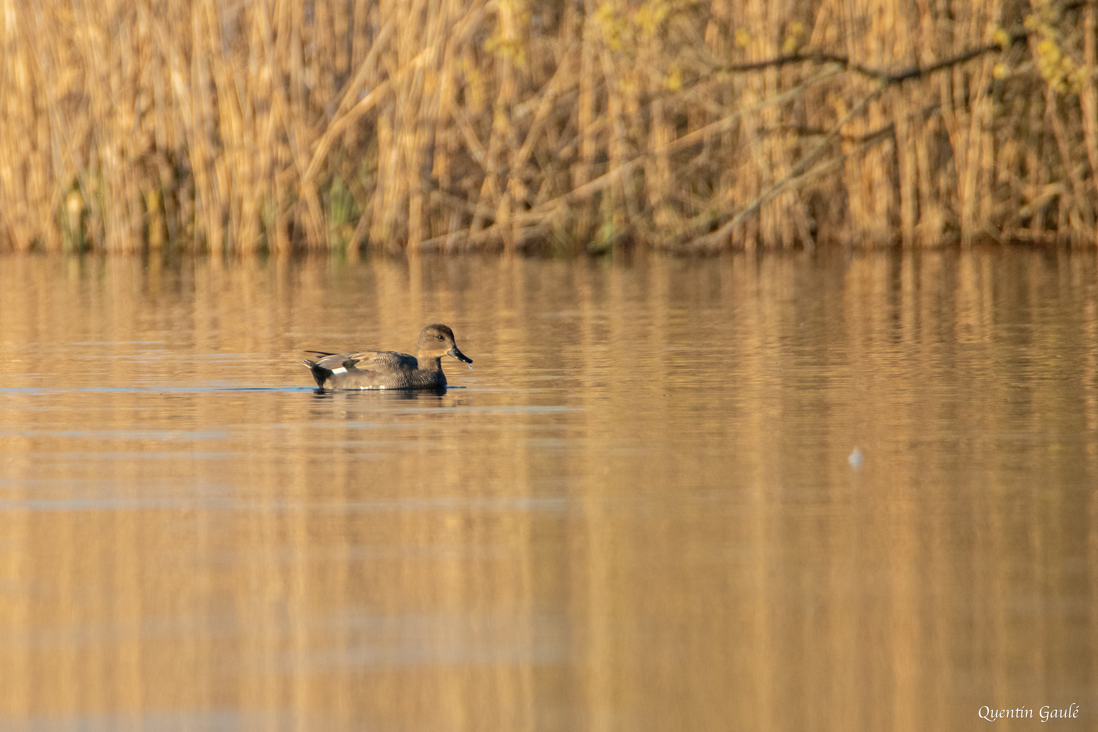 Canard chipeau (Mareca strepera) - Réserve Naturelle Nationale de l'Étang de la Horre, Aube (10)