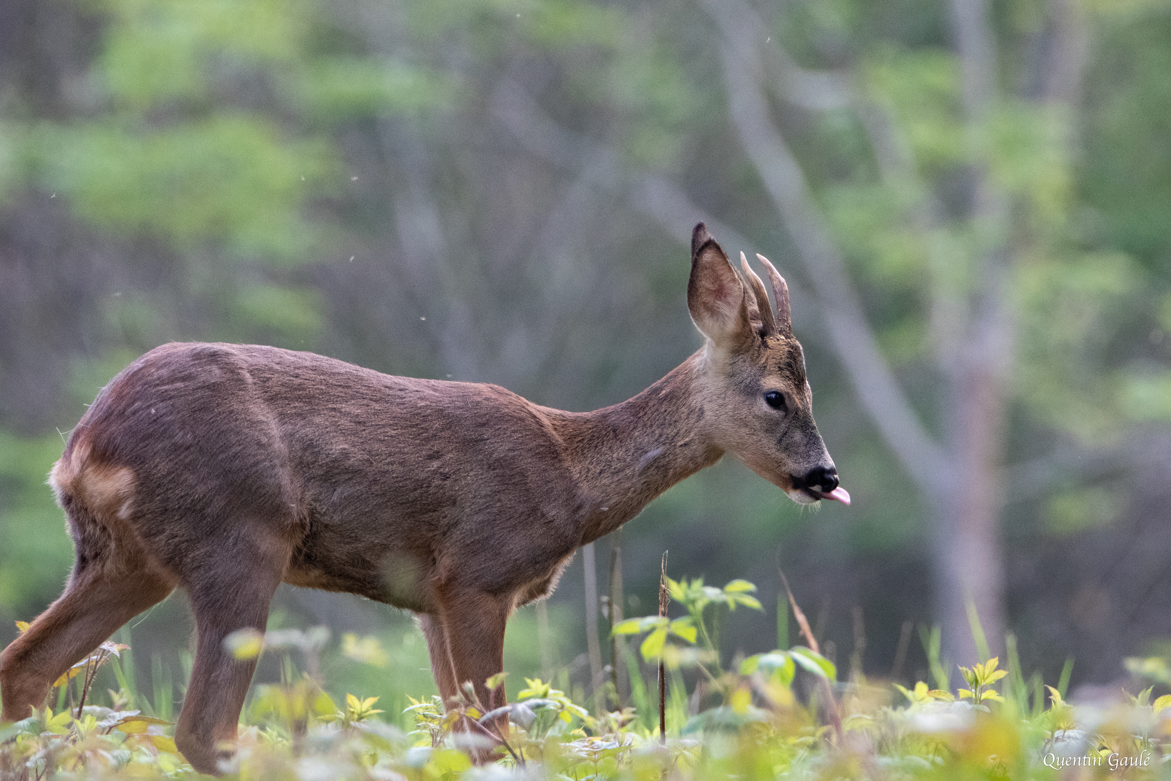 Chevreuil (Capreolus capreolus) - Gelos (64)