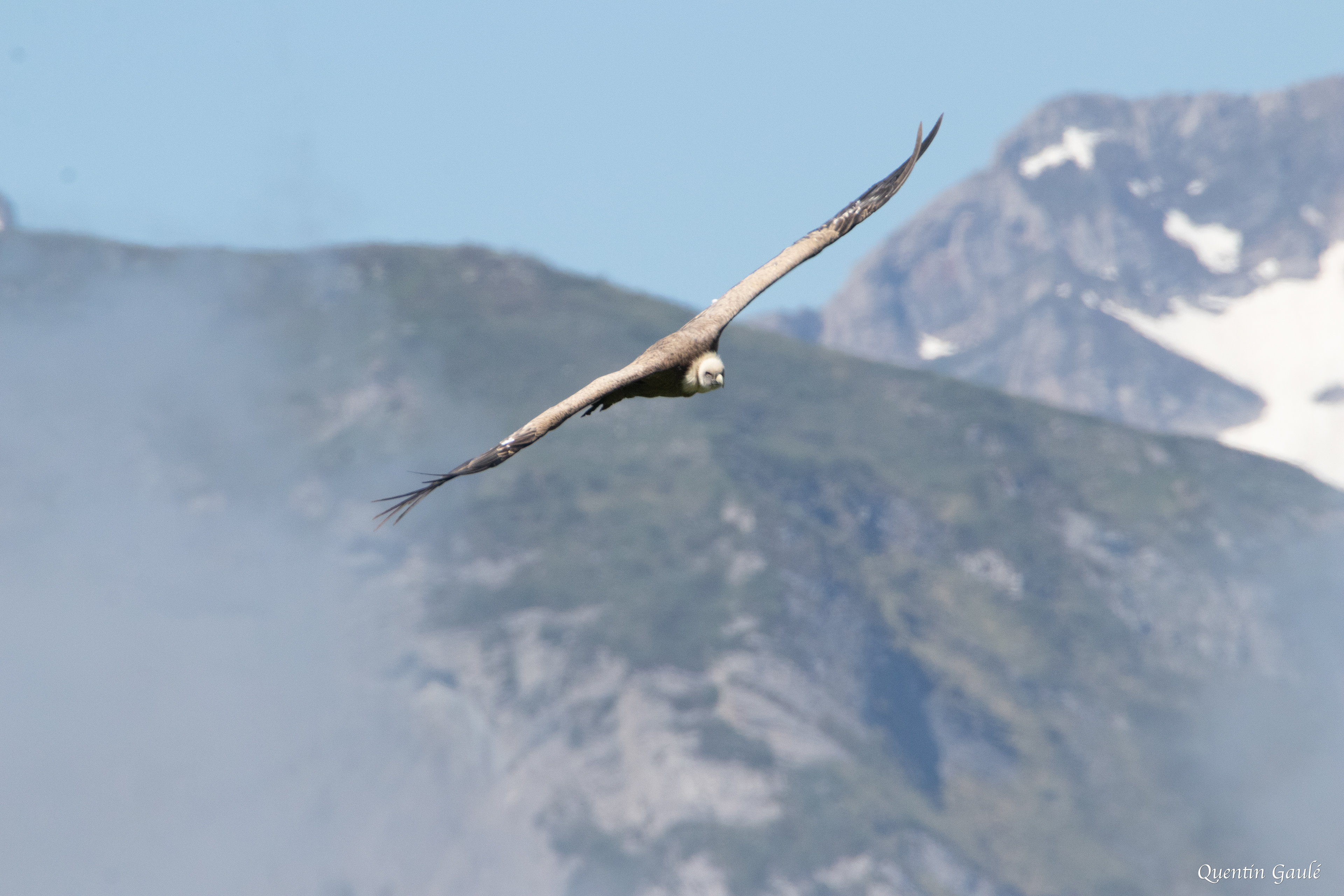Vautour fauve (Gyps fulvus) - Gourette, Eaux-Bonnes, Pyrénées-Atlantiques (64)