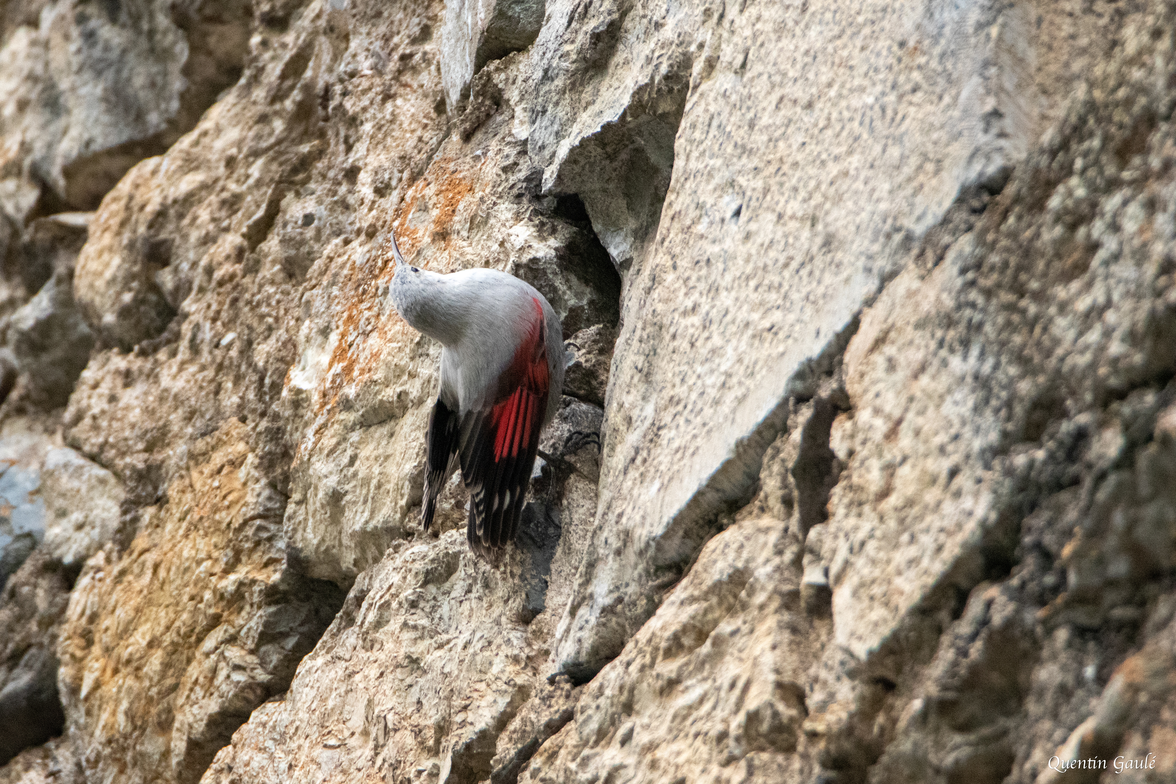Tichodrome échelette (Tichodroma muraria) - Borce (64)