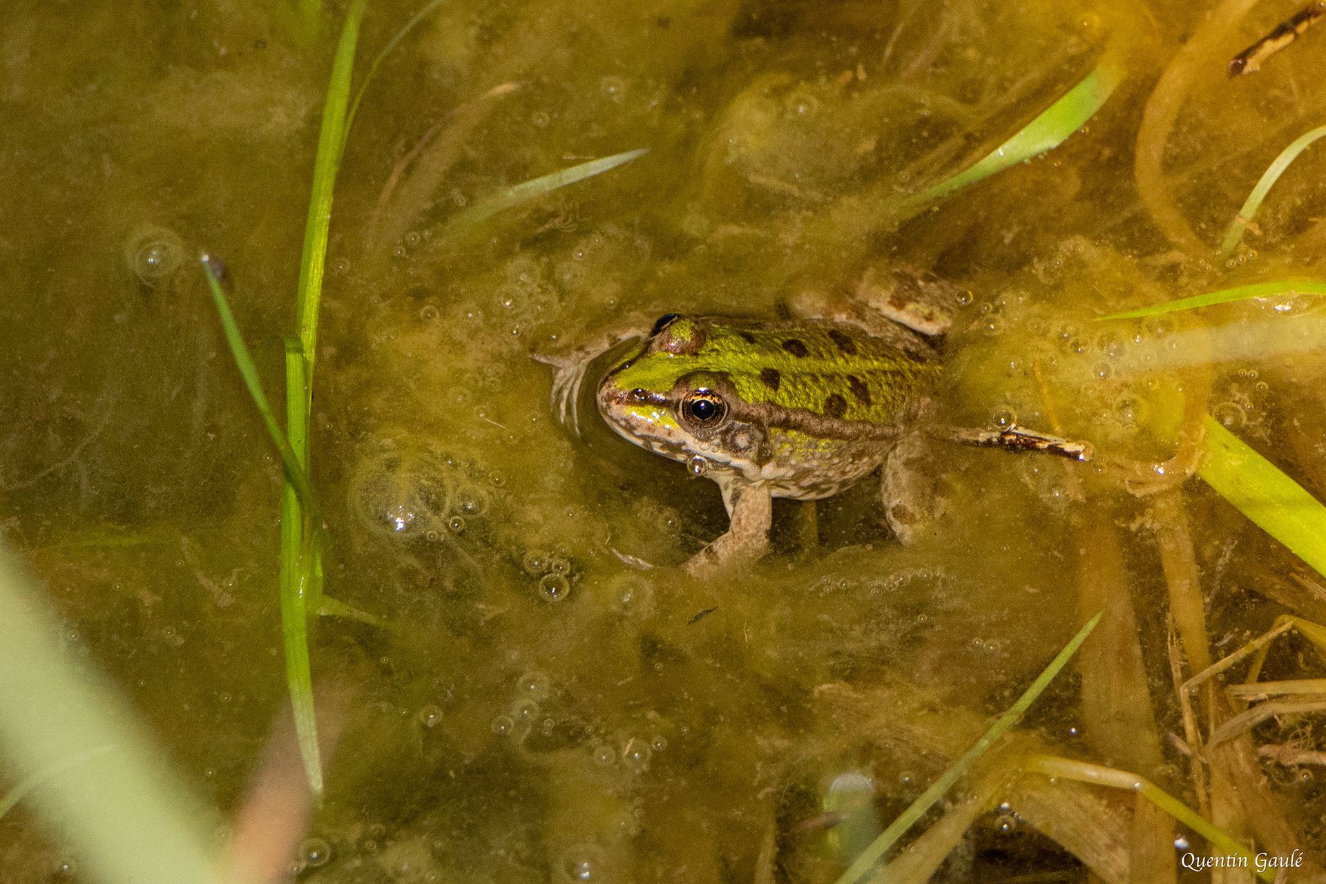 Grenouille de Graf (Pelophylax kl. grafi) - Garlin (64)