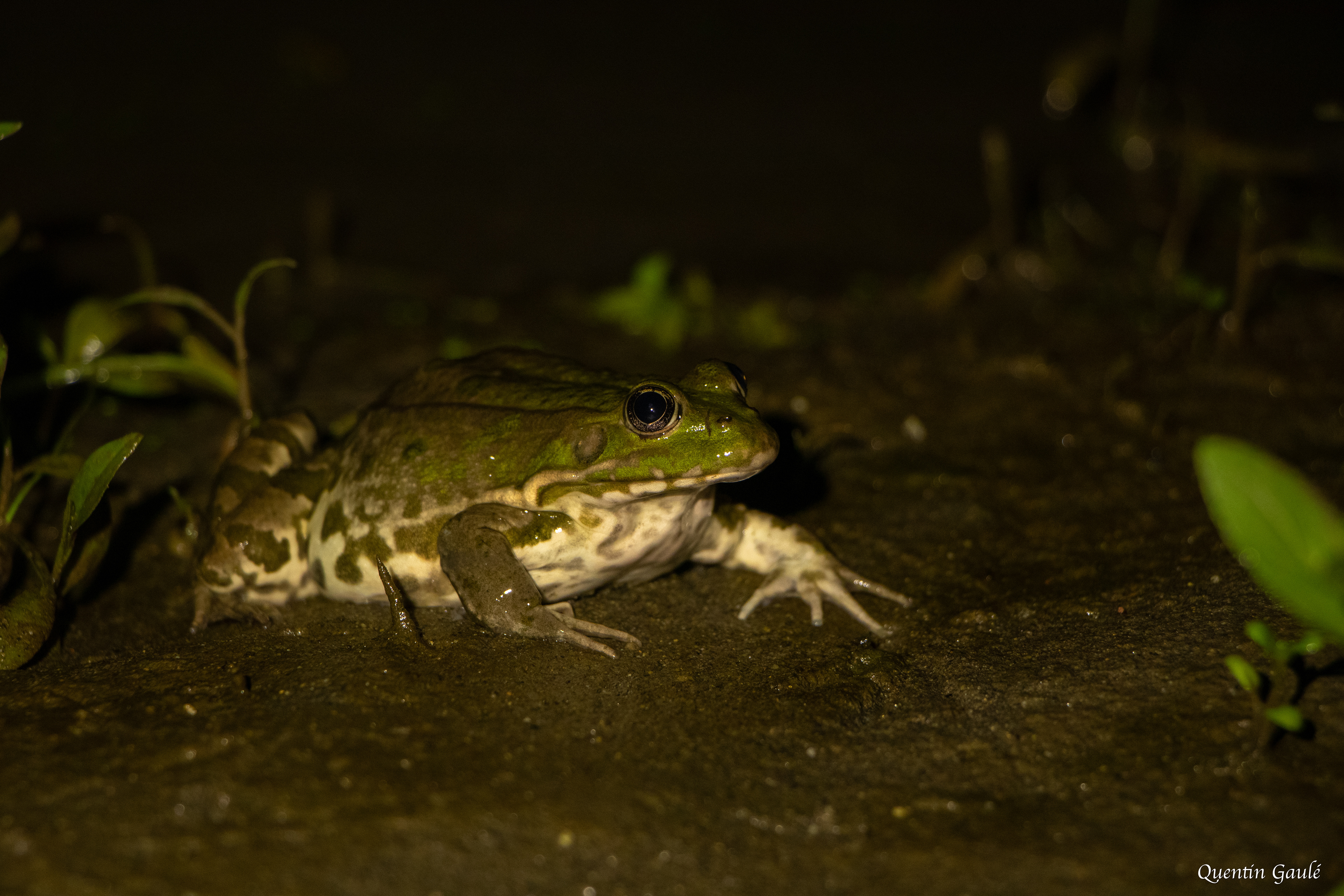Grenouille de Graf (Pelophylax kl. grafi) - Lons (64)
