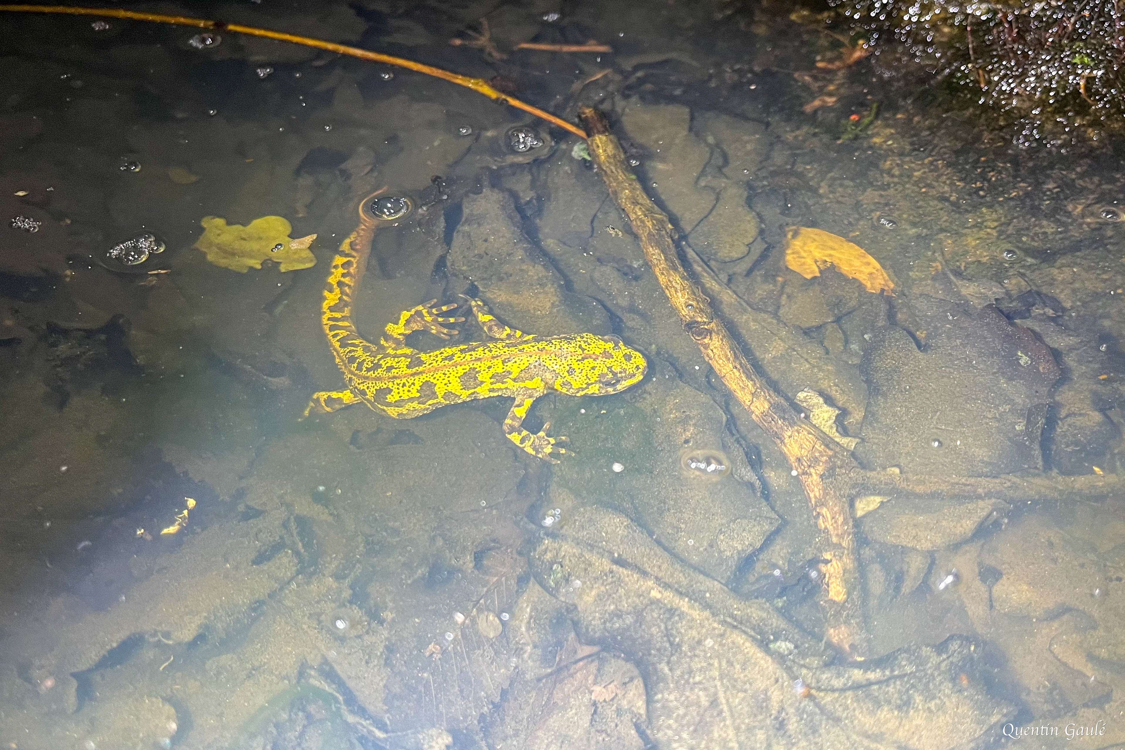 Triton marbré (Triturus marmoratus) - Blond, Haute-Vienne (87)