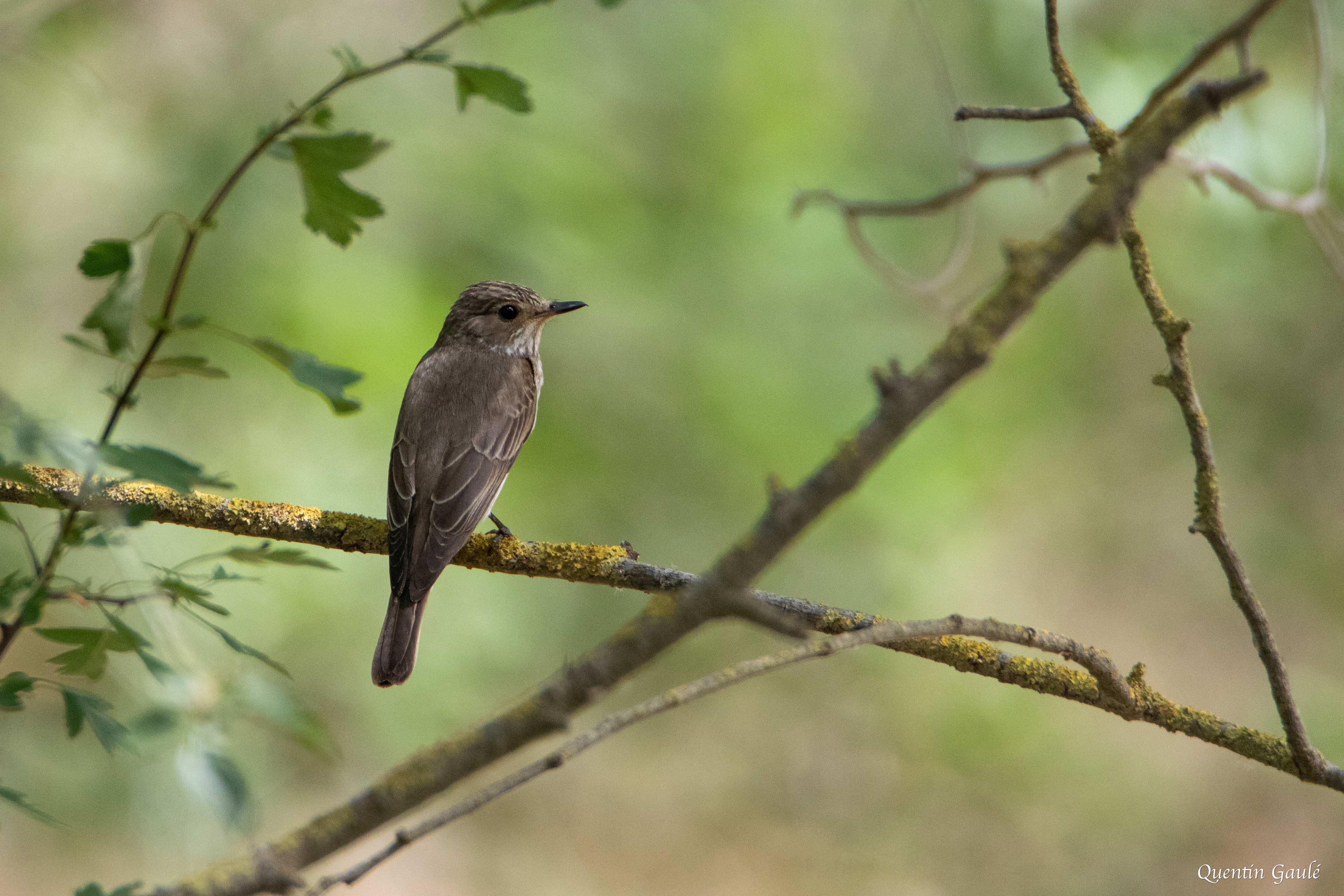 Gobemouche gris (Muscicapa striata) - Saragosse, Aragon (Espagne)