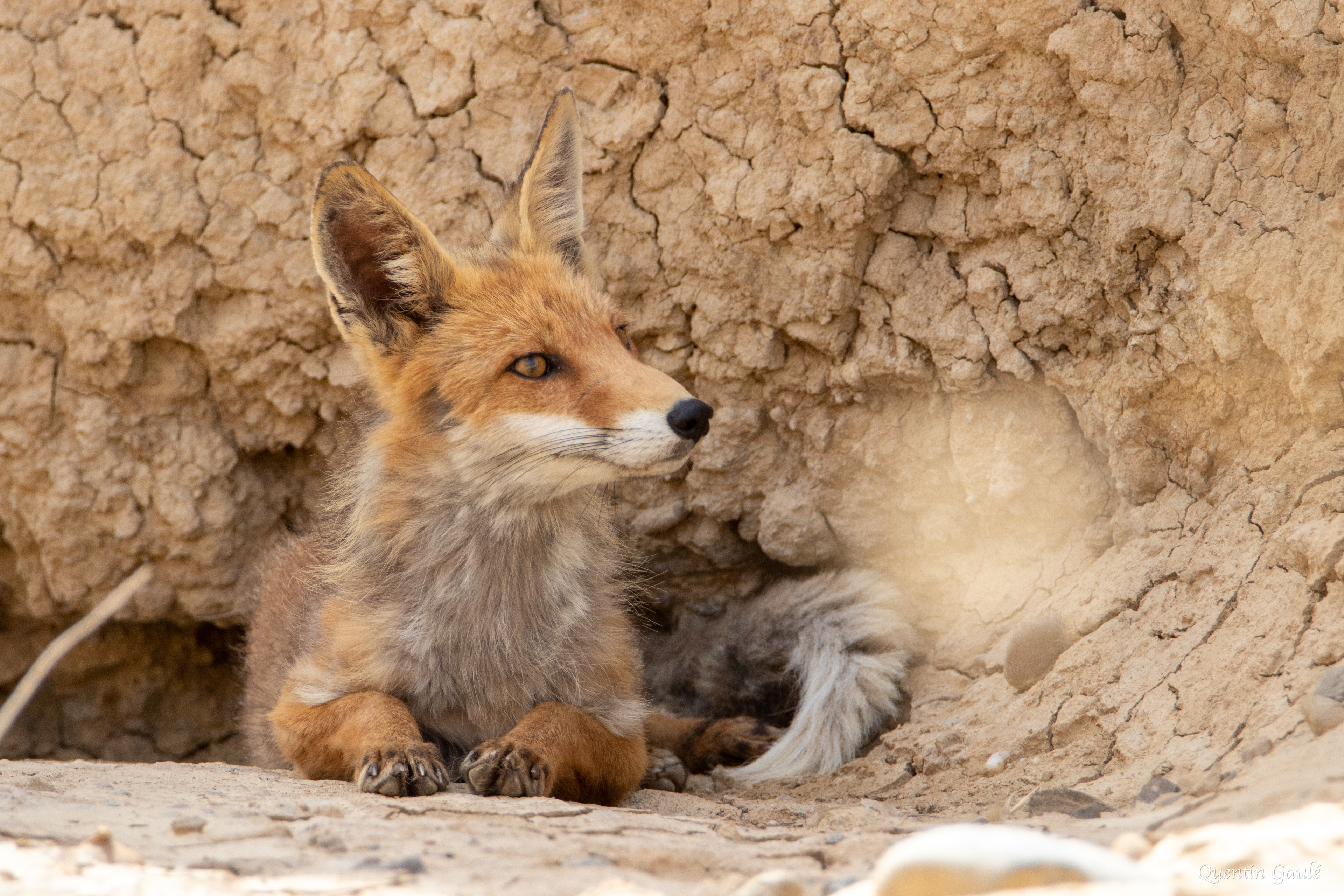 Renard roux (Vulpes vulpes) - Parc Naturel des Bardenas Reales, Navarre (Espagne)