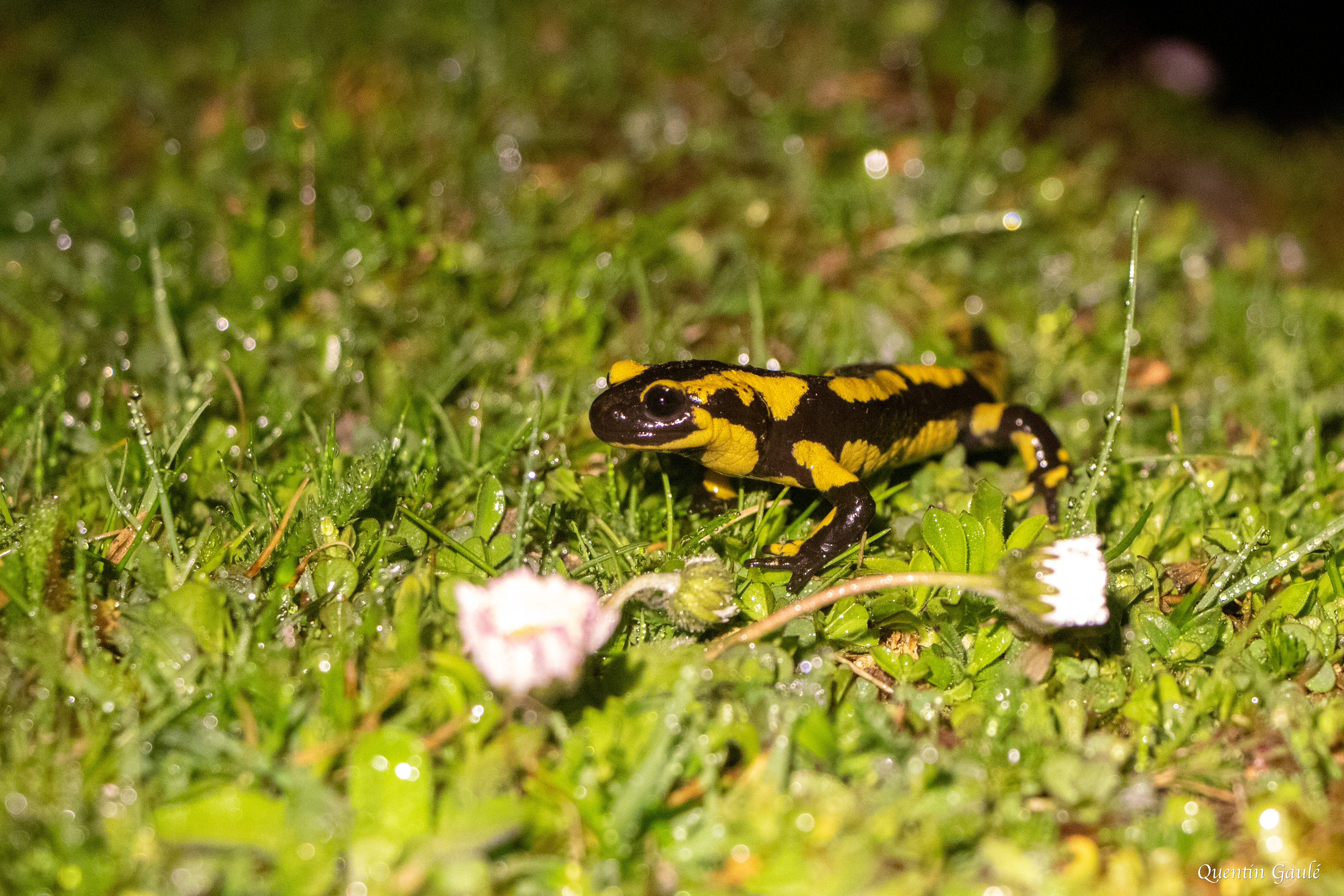 Salamandre tachetée (Salamandra salamandra) - Gourette, Eaux-Bonnes (64)