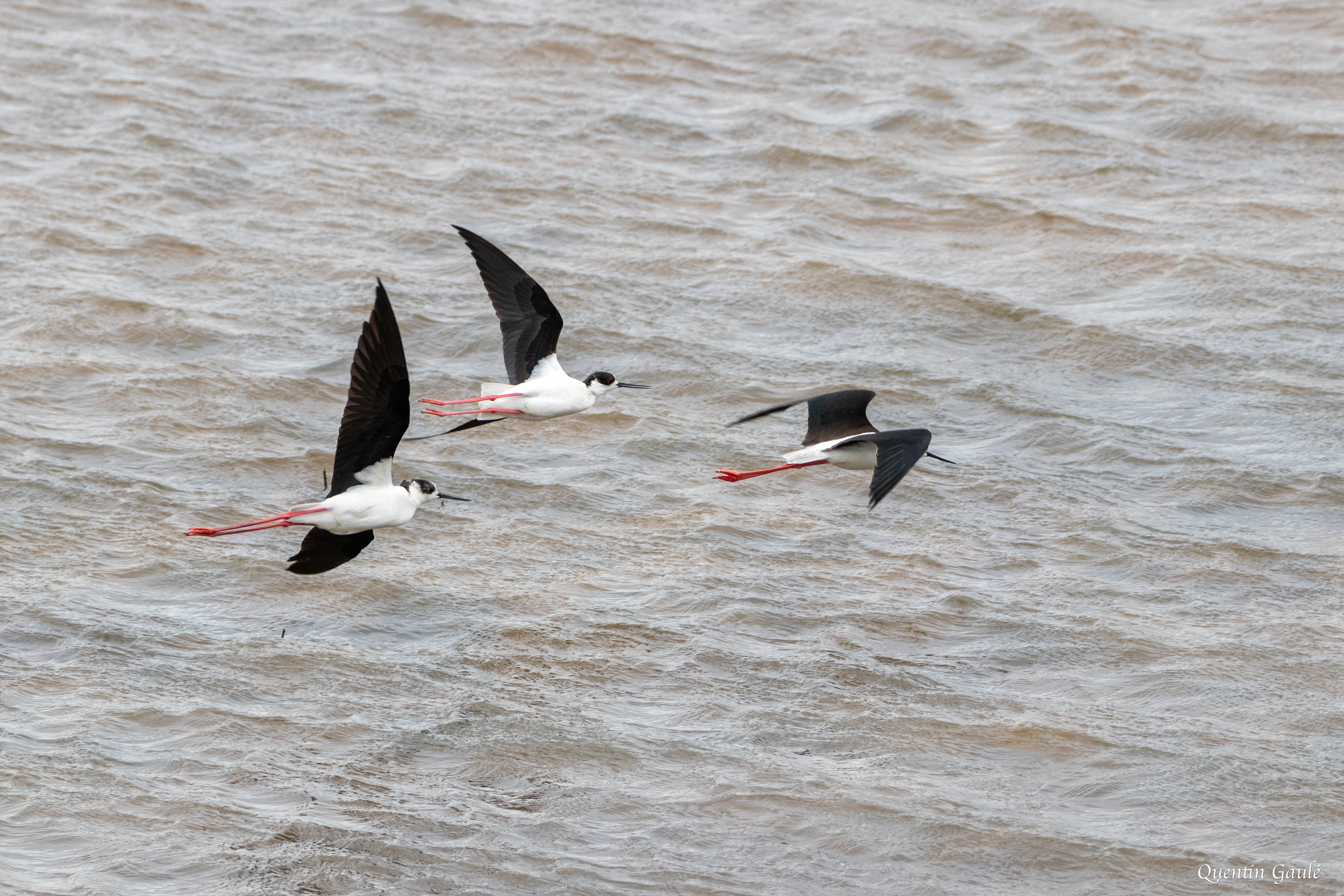 Échasse blanche (Himantopus himantopus) - Réserve Naturelle Nationale de Chérine, Indre (36)