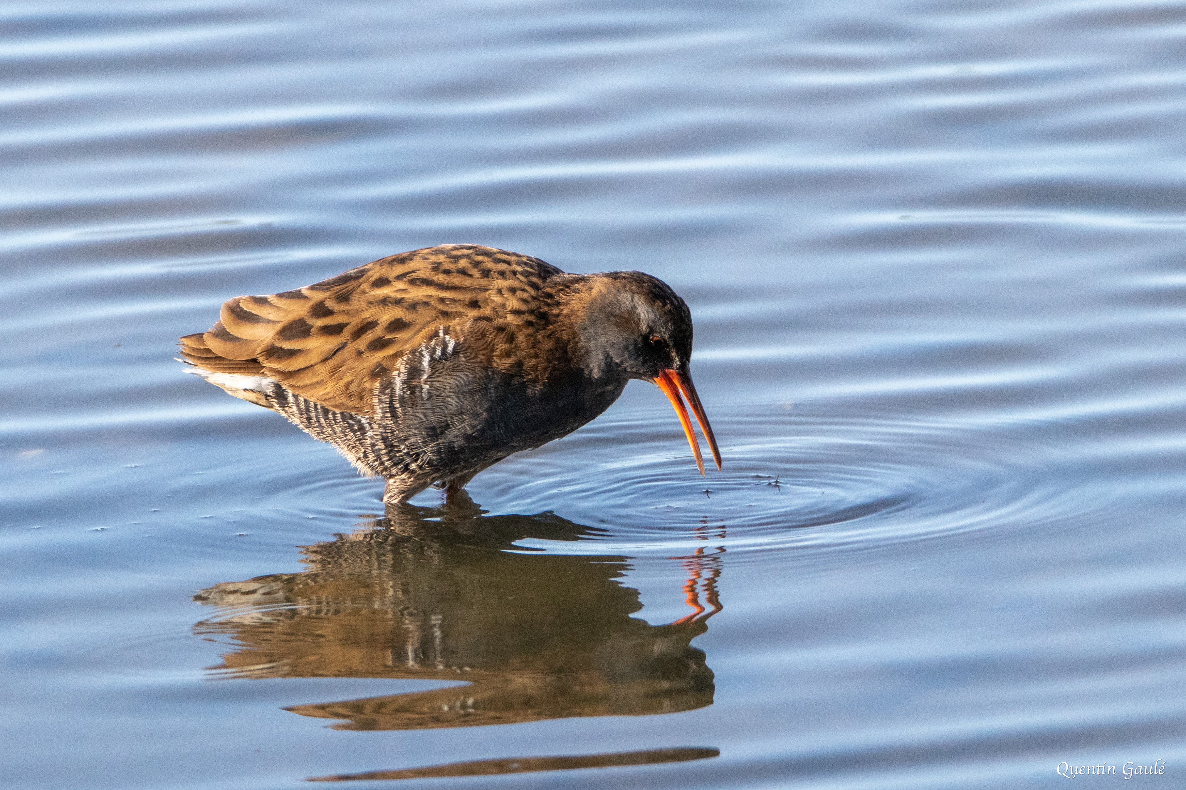 Râle d'eau (Rallus aquaticus) - Réserve ornithologique du Teich, Gironde (33)