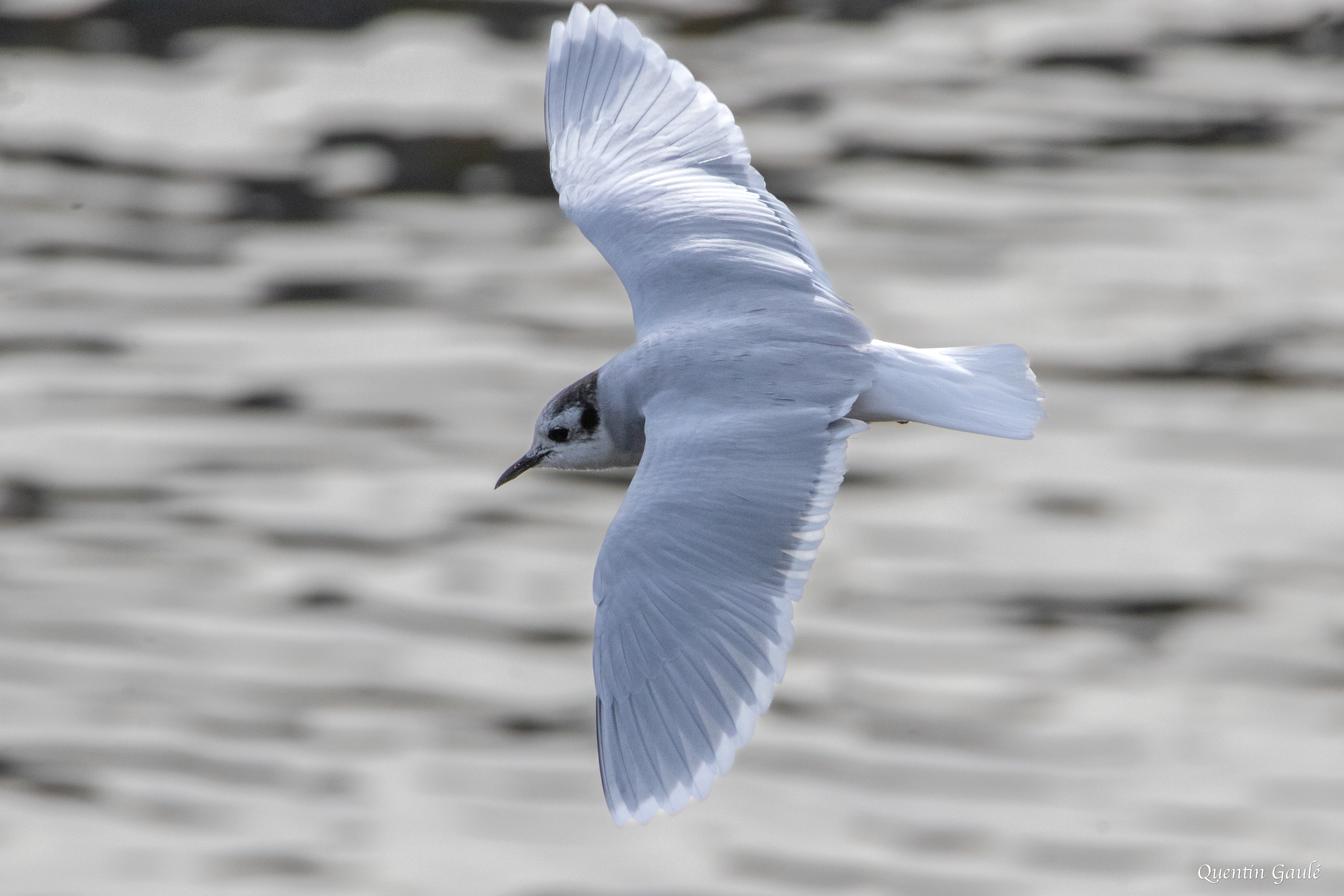 Mouette pygmée (Hydrocoloeus minutus) - Capbreton (40)