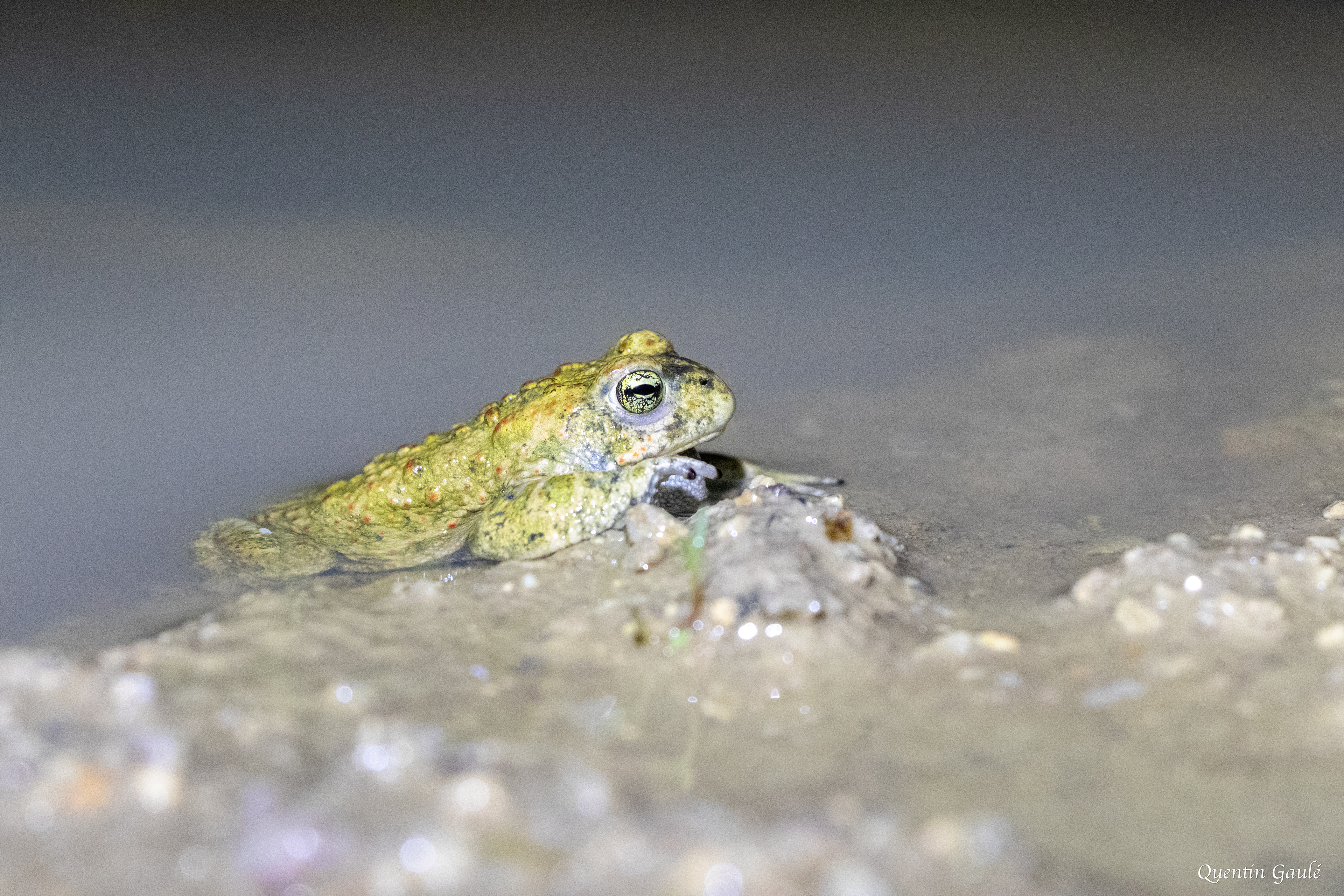 Crapaud calamite (Epidalea calamita) - Brigueil-le-Chantre (86)