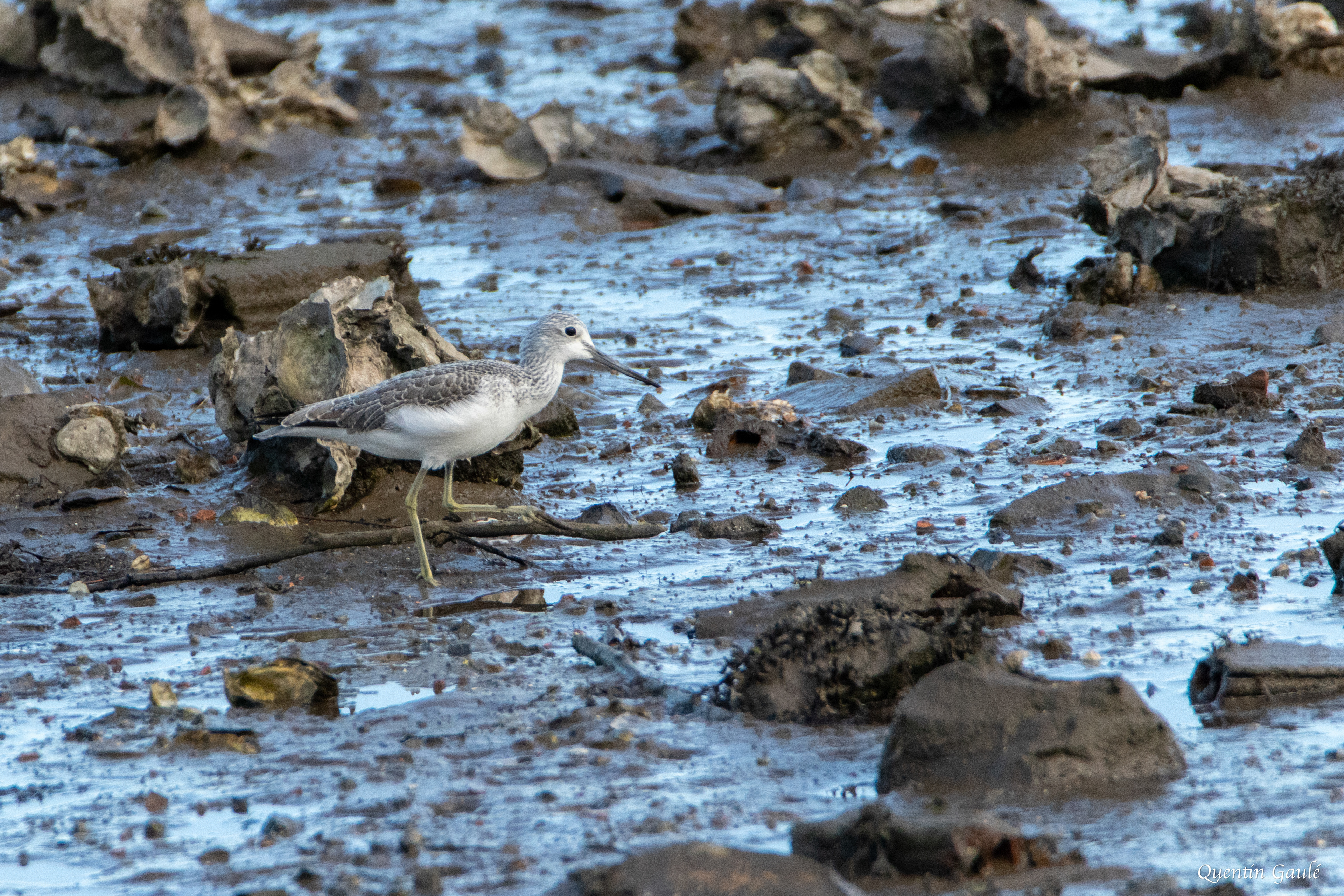 Chevalier aboyeur (Tringa nebularia) - Parc écologique de Plaiaundi, Irun (Pays-Basque espagnol)