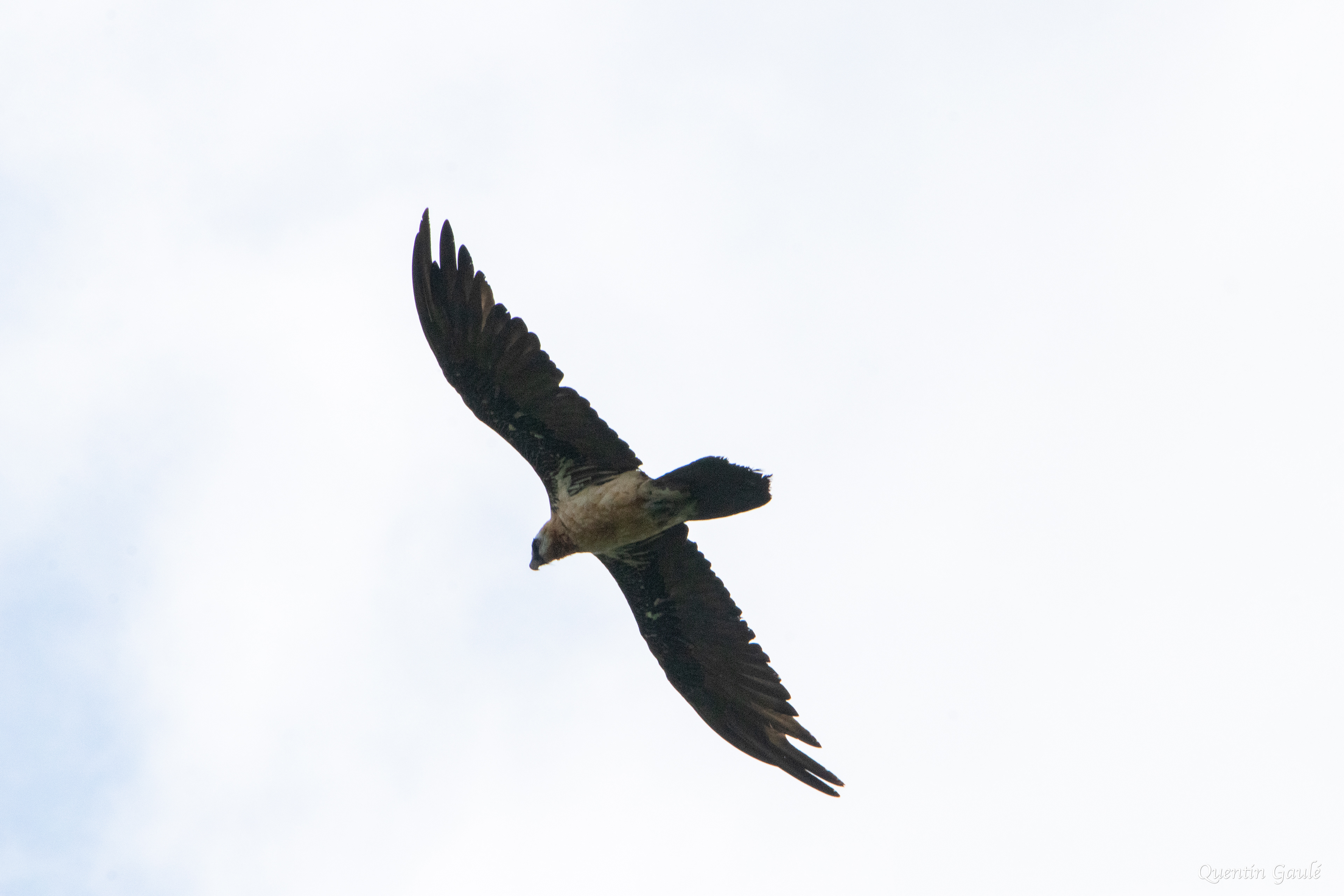 Gypaète barbu (Gypaetus barbatus) - Gourette, Eaux-Bonnes, Pyrénées-Atlantiques (64)