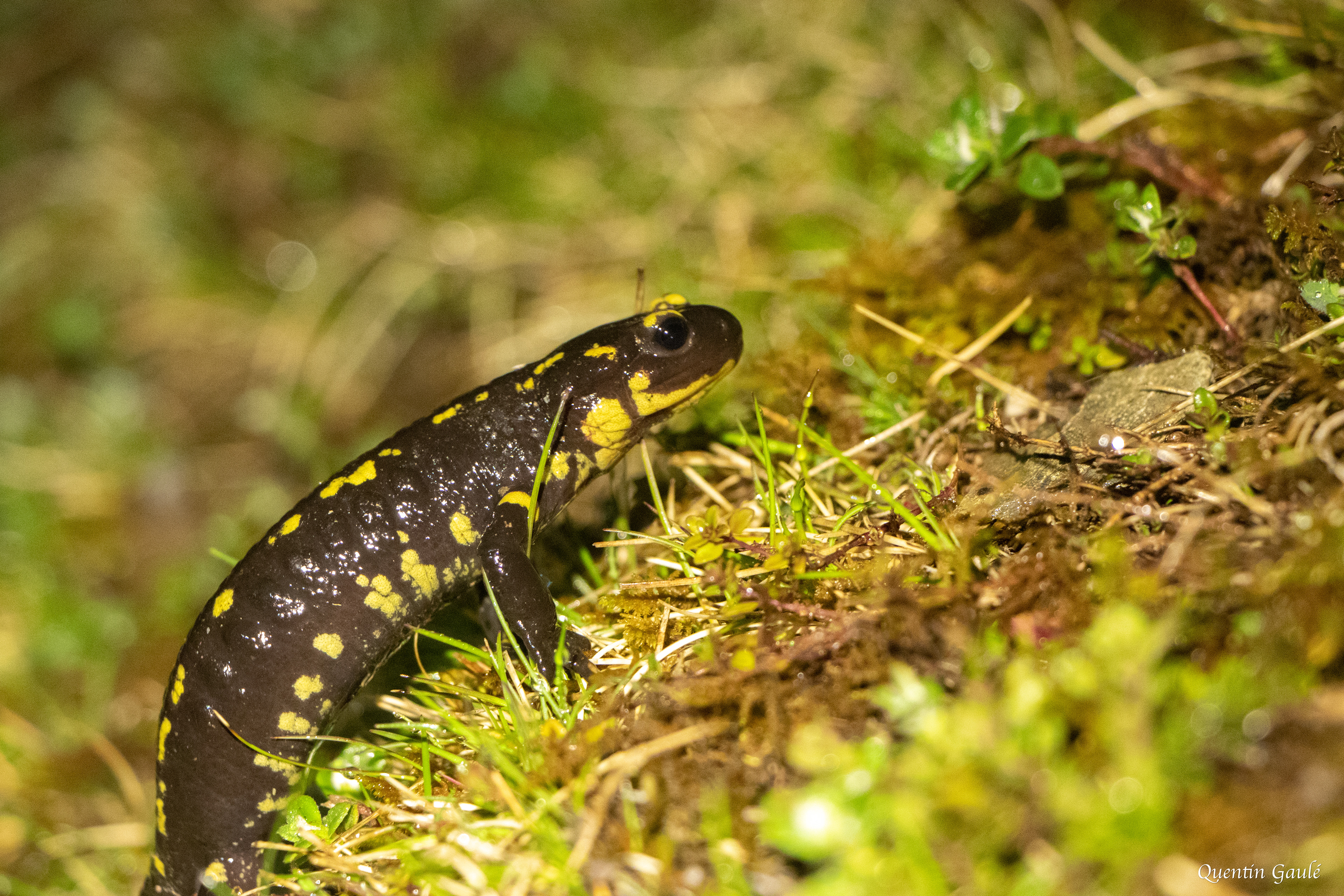 Salamandre tachetée (Salamandra salamandra) - Gourette, Eaux-Bonnes (64)