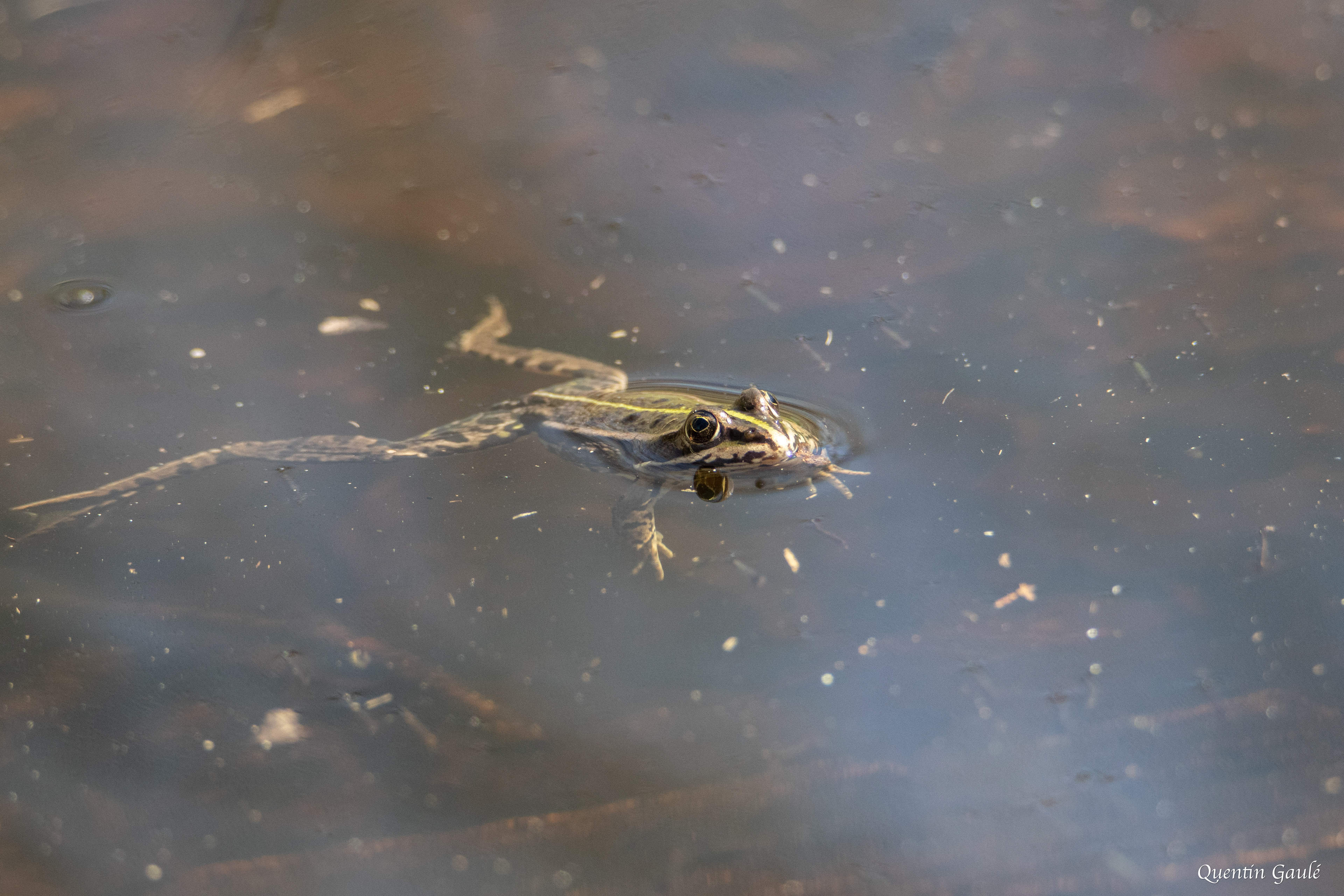 Grenouille rieuse (Pelophylax ridibundus) - Réserve Naturelle Nationale de l'Étang de la Horre (10)