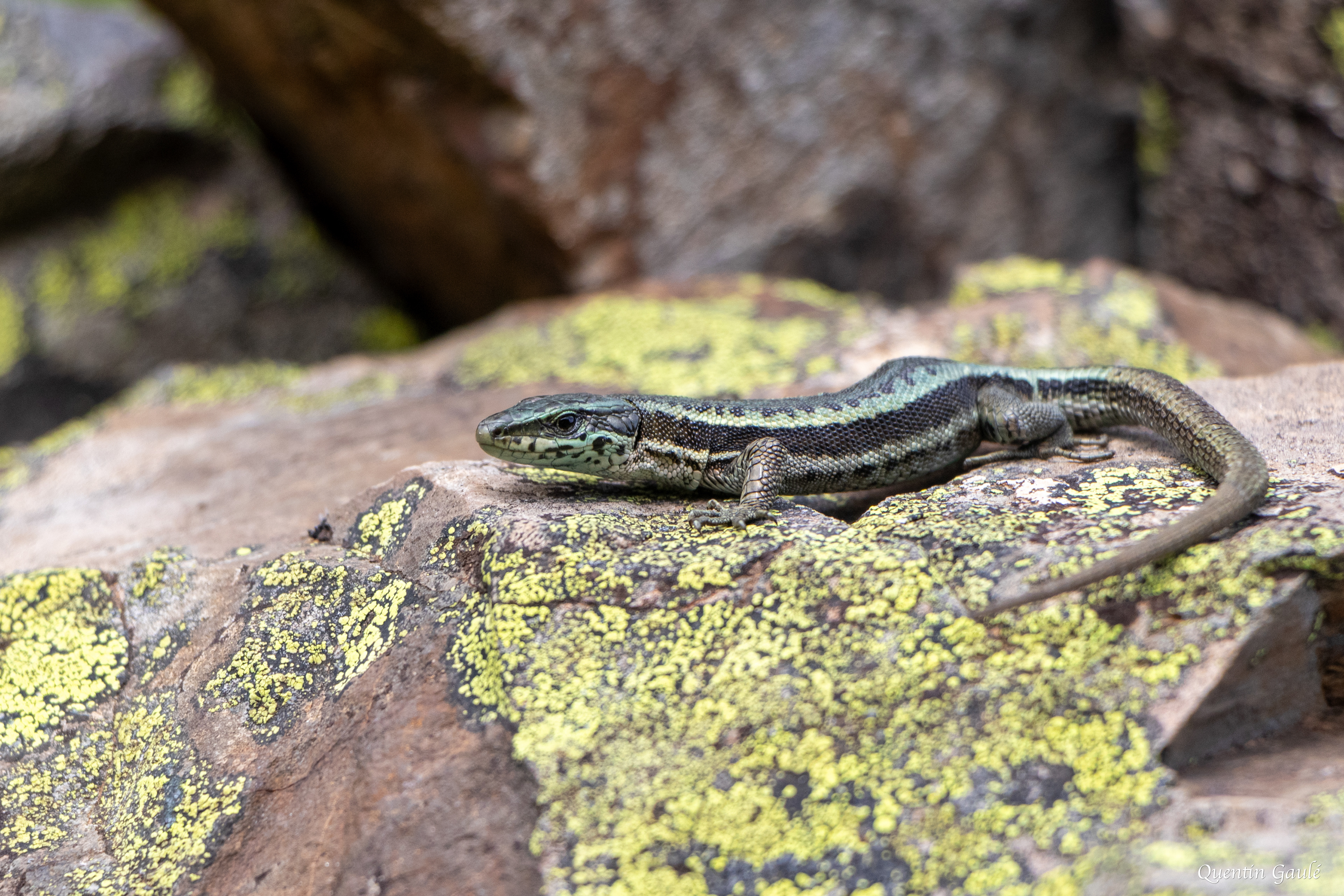Lézard du Val d'Aran (berolacerta aranica) - Étang d'Eychelle, Bethmale, Ariège (09)