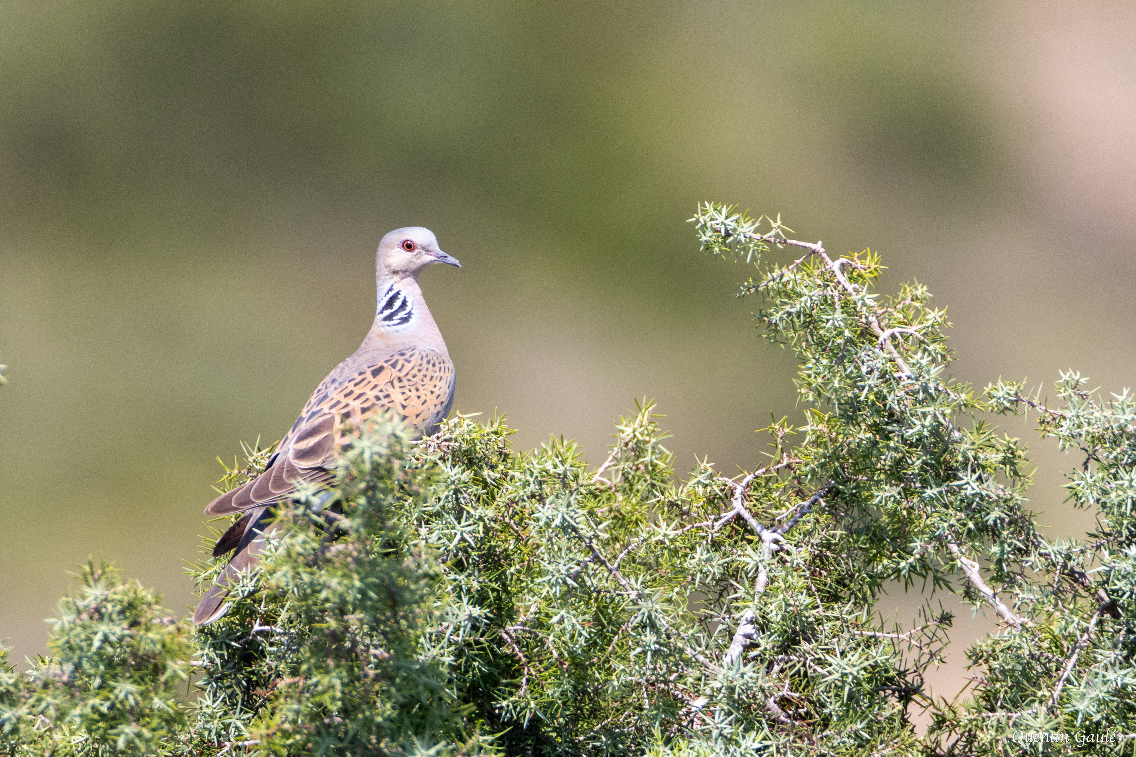 Tourterelle des bois (Streptopelia turtur) - Laguna de Pitillas, Navarre (Espagne)