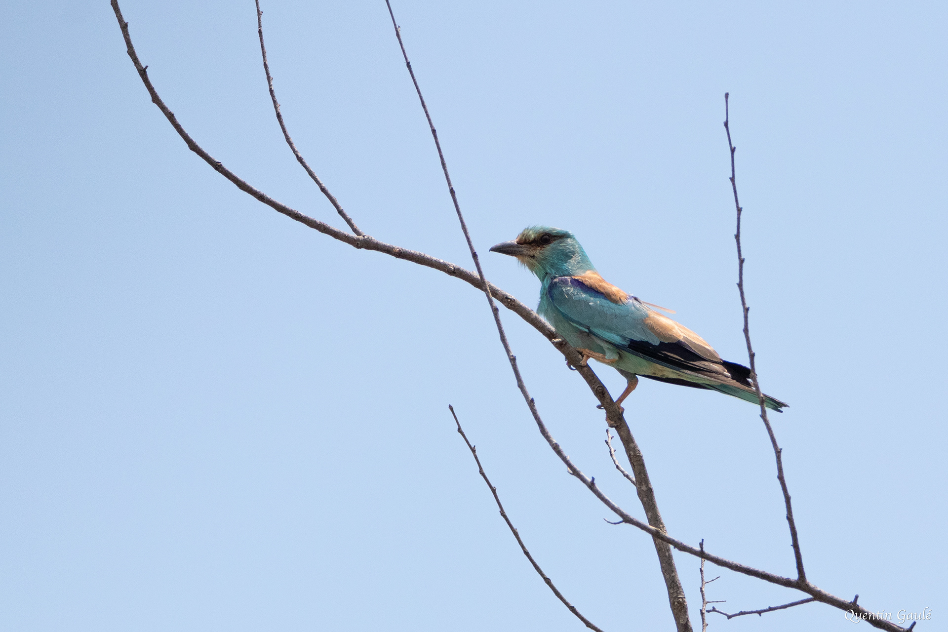 Rollier d'Europe (Coracias garrulus) - Castelló d'Empúries, Catalogne (Espagne)