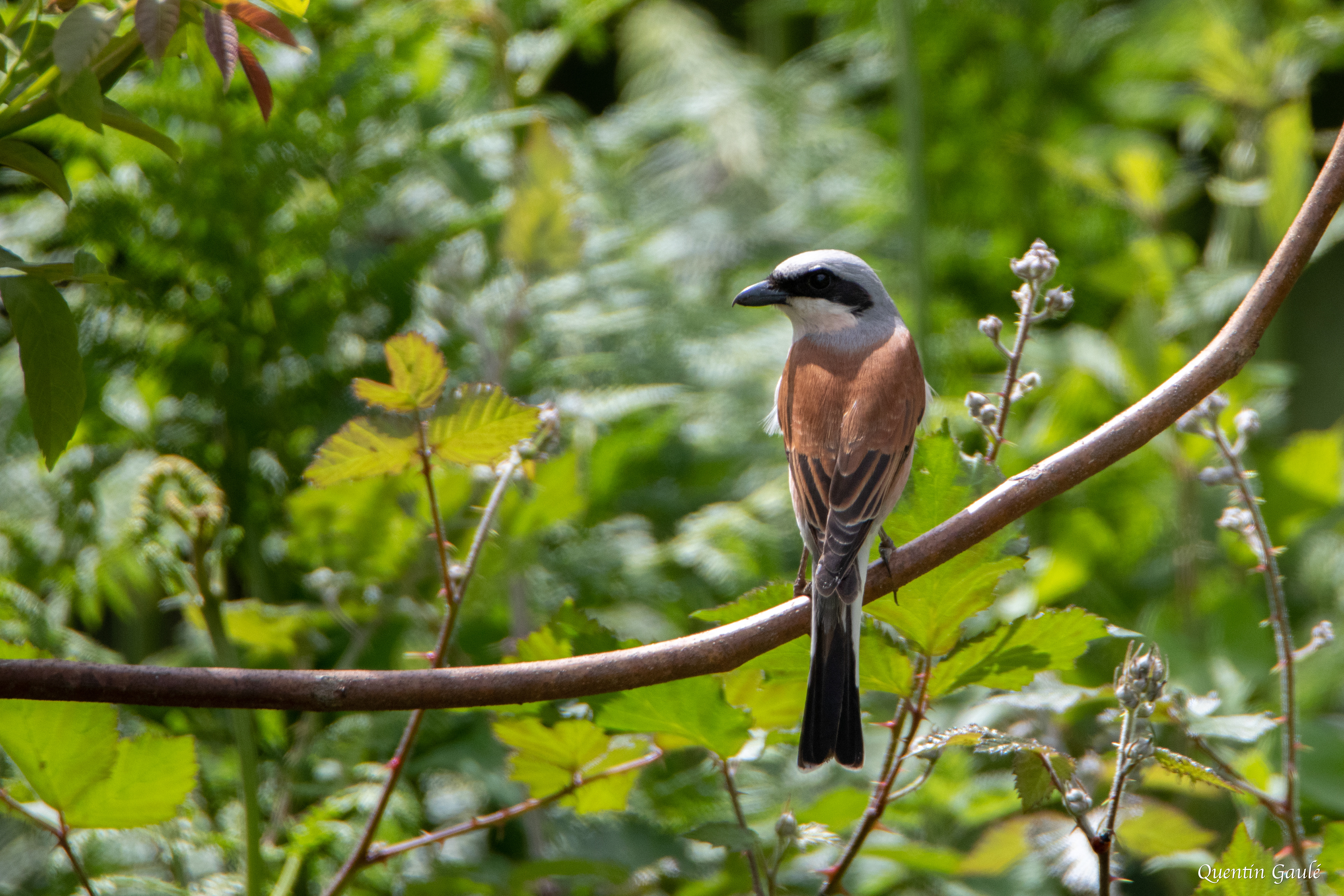 Pie-grièche écorcheur (Lanius collurio) - Adé, Haute-Pyrénées (65)