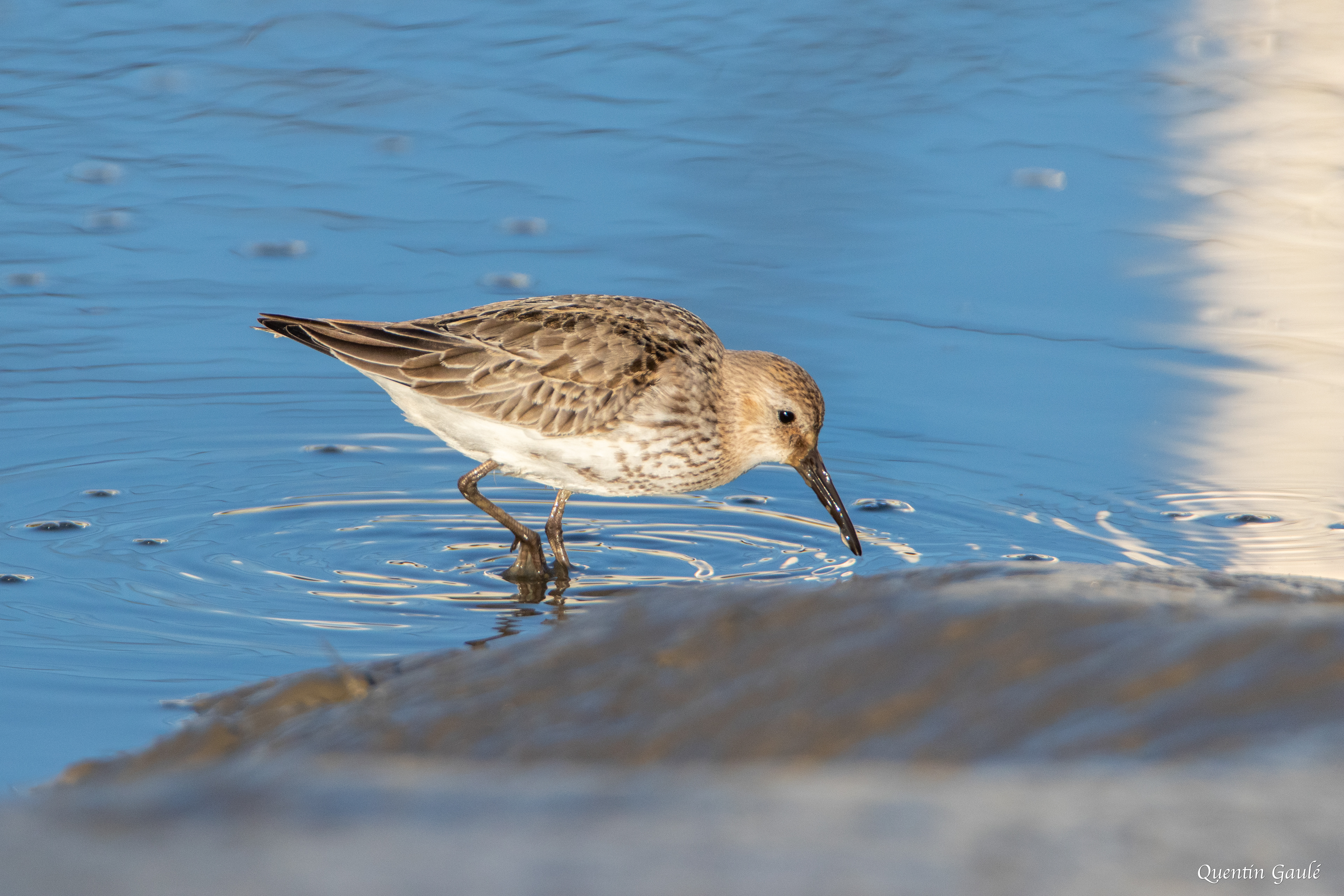 Bécasseau variable (Calidris alpina) - Andernos-les-Bains (33)