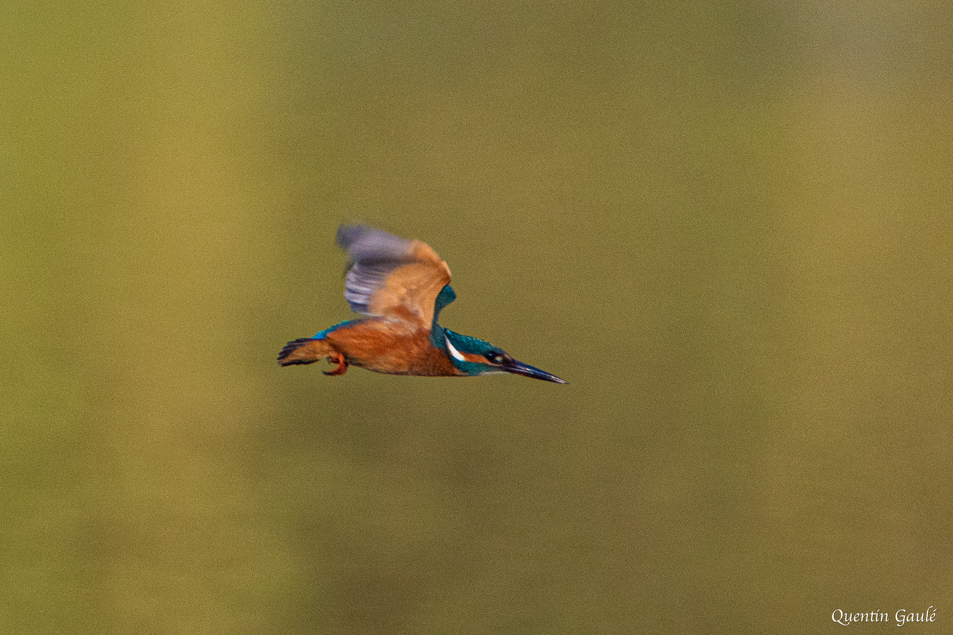 Martin-pêcheur d'Europe (Alcedo atthis) - Étang de Beaumont, Neung-sur-Beuvron, Loir-et-Cher (41)