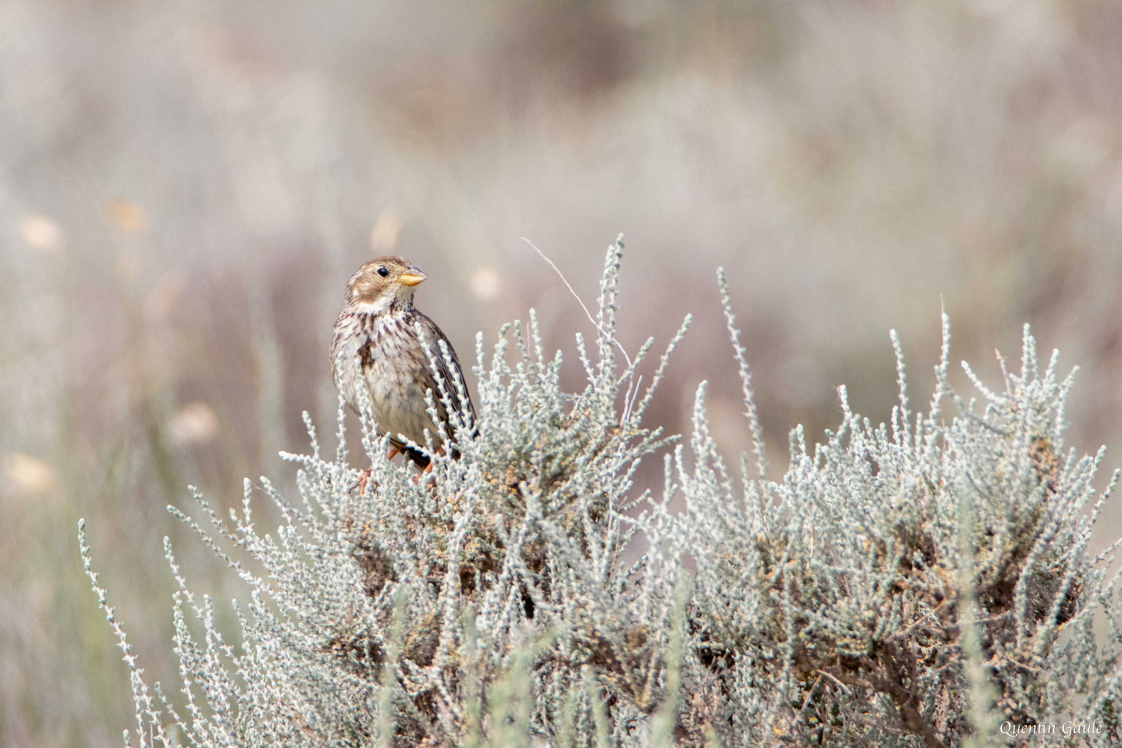 Bruant proyer (Emberiza calandra) - Parc Naturel des Bardenas Reales, Navarre (Espagne)
