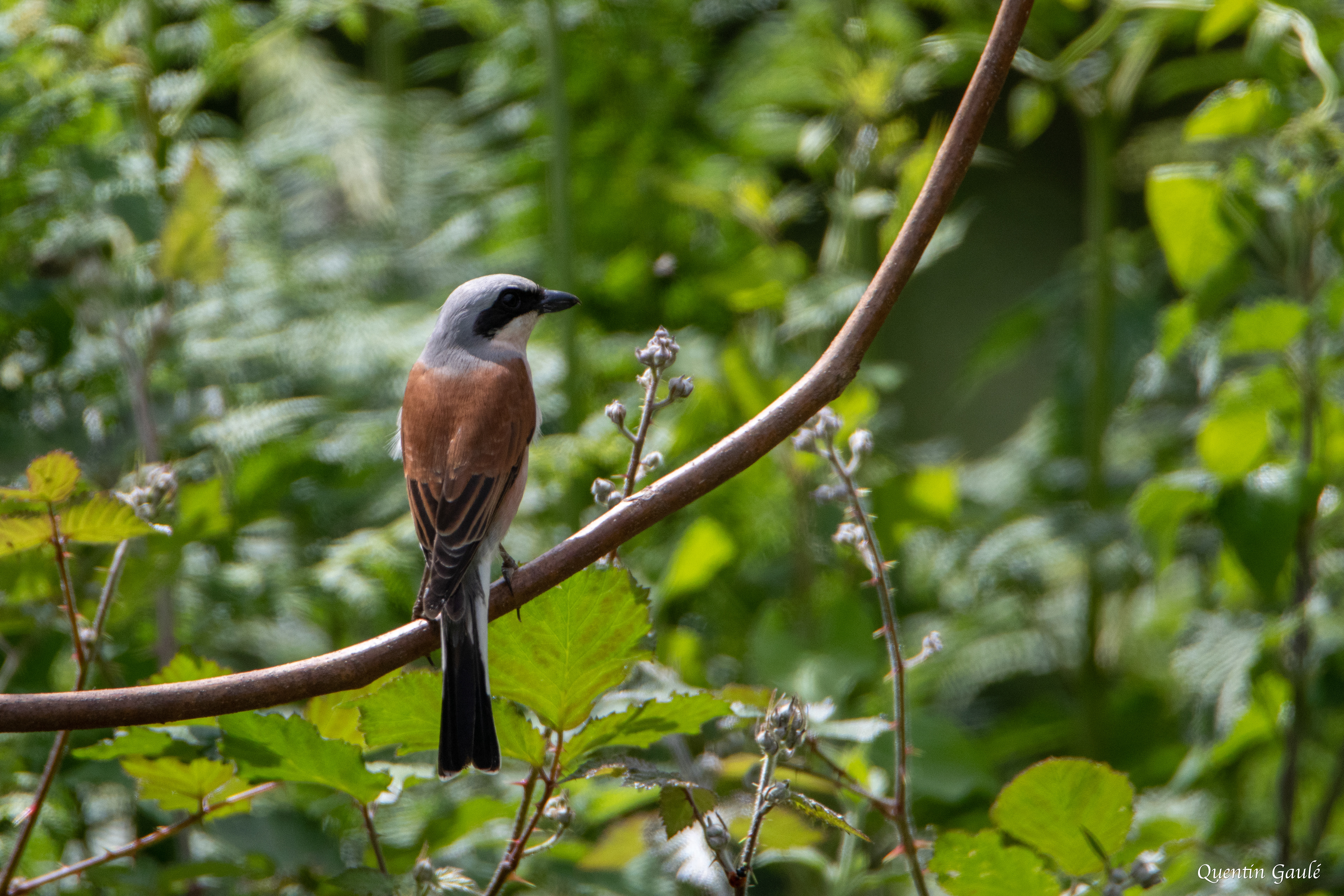 Pie-grièche écorcheur (Lanius collurio) - Adé, Haute-Pyrénées (65)