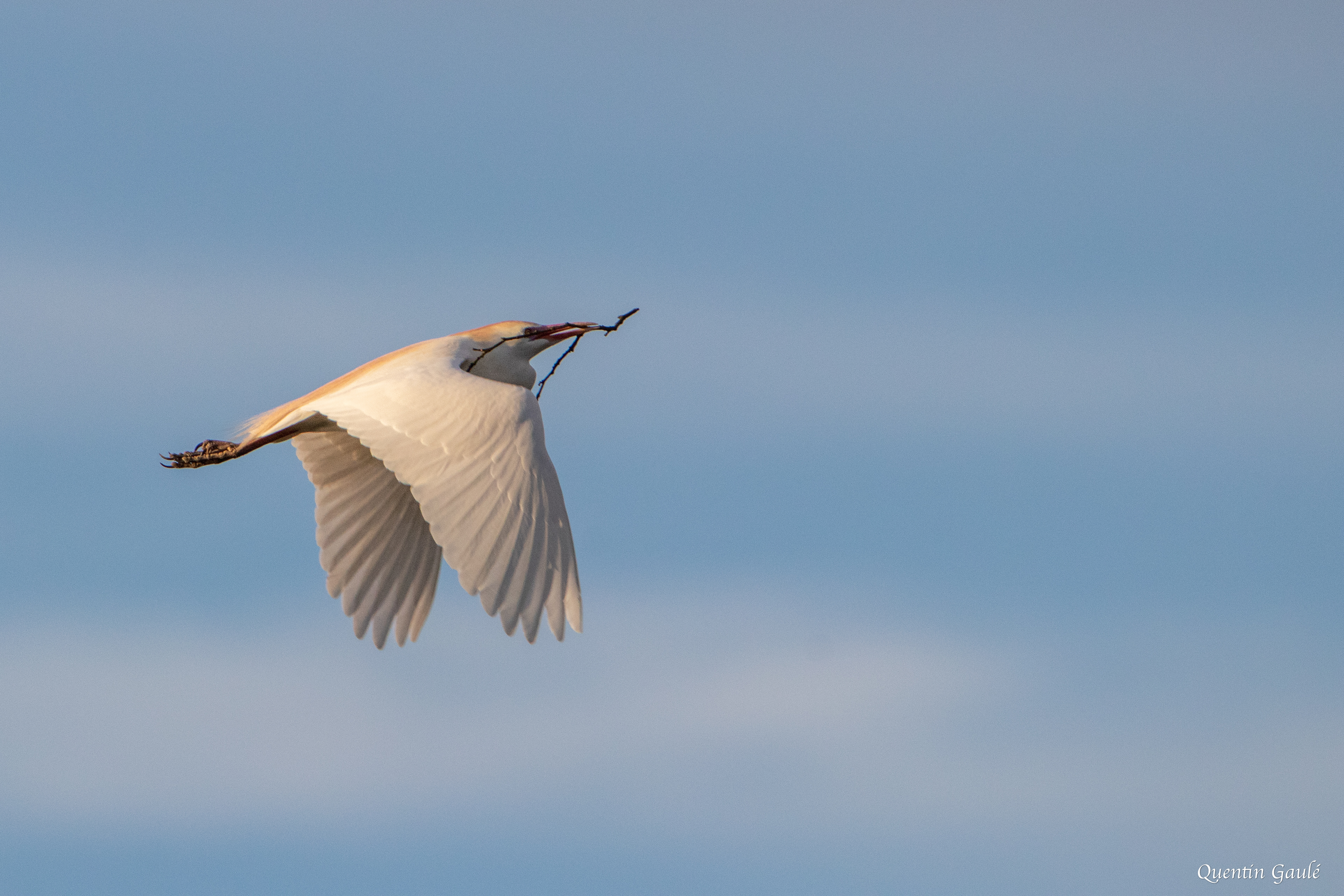 Héron garde-bœufs (Bubulcus ibis) - Lac d'Orthez, Pyrénées-Atlantiques (64)