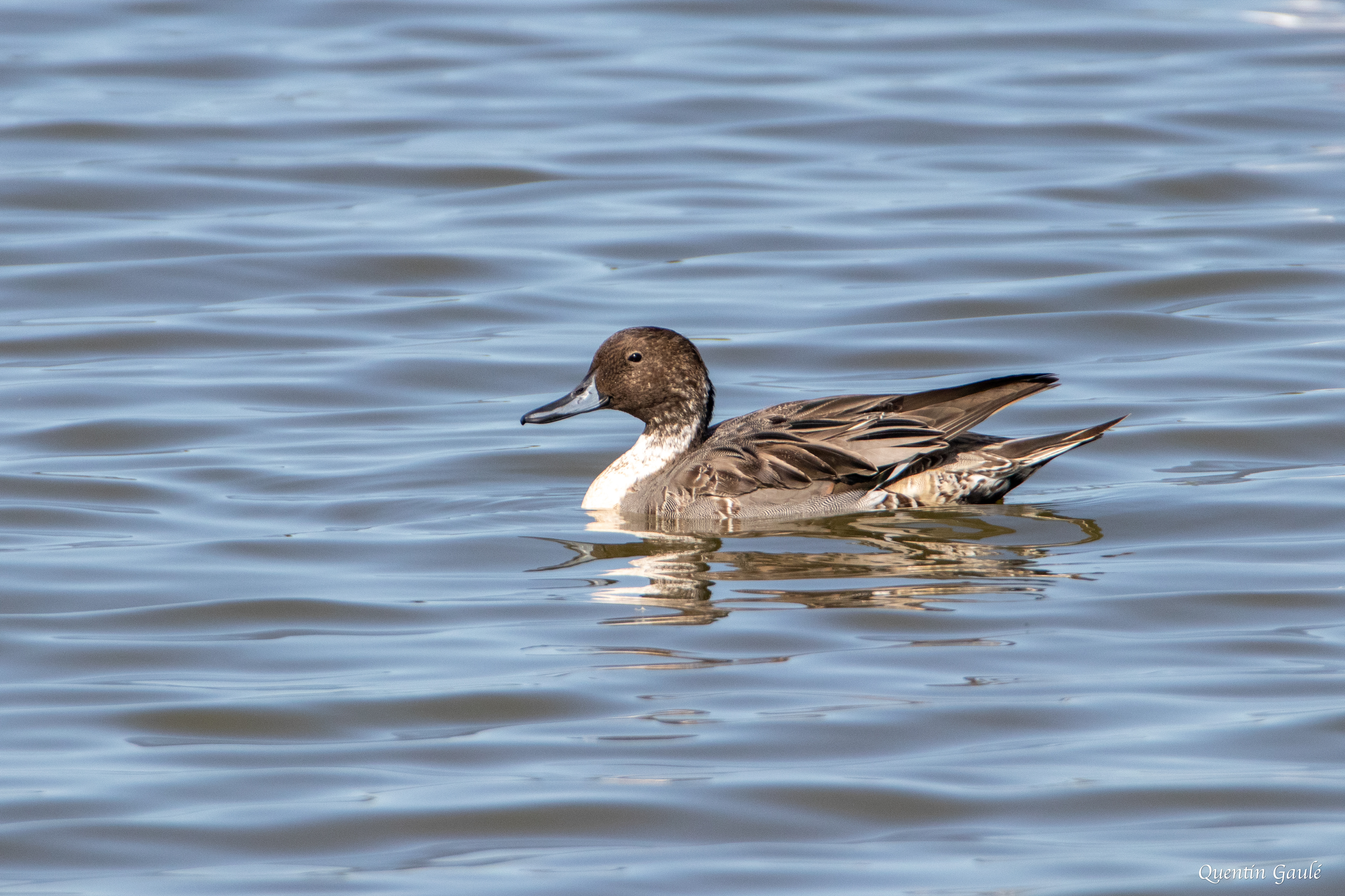 Canard pilet (Anas acuta) - Réserve ornithologique du Teich, Gironde (33)