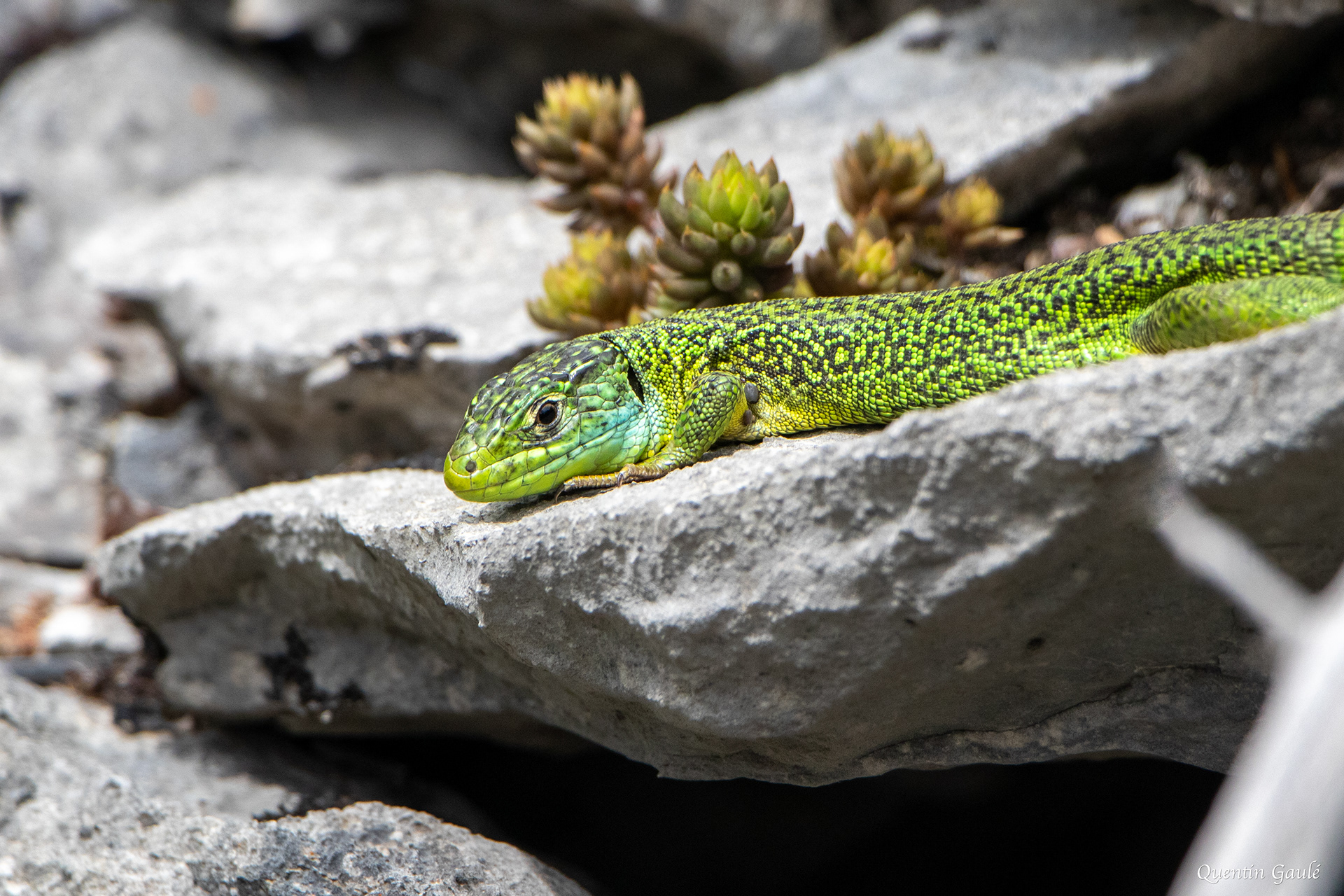 Lézard à deux raies (Lacerta bilineata) - Etsaut, Pyrénées-Atlantiques (64)