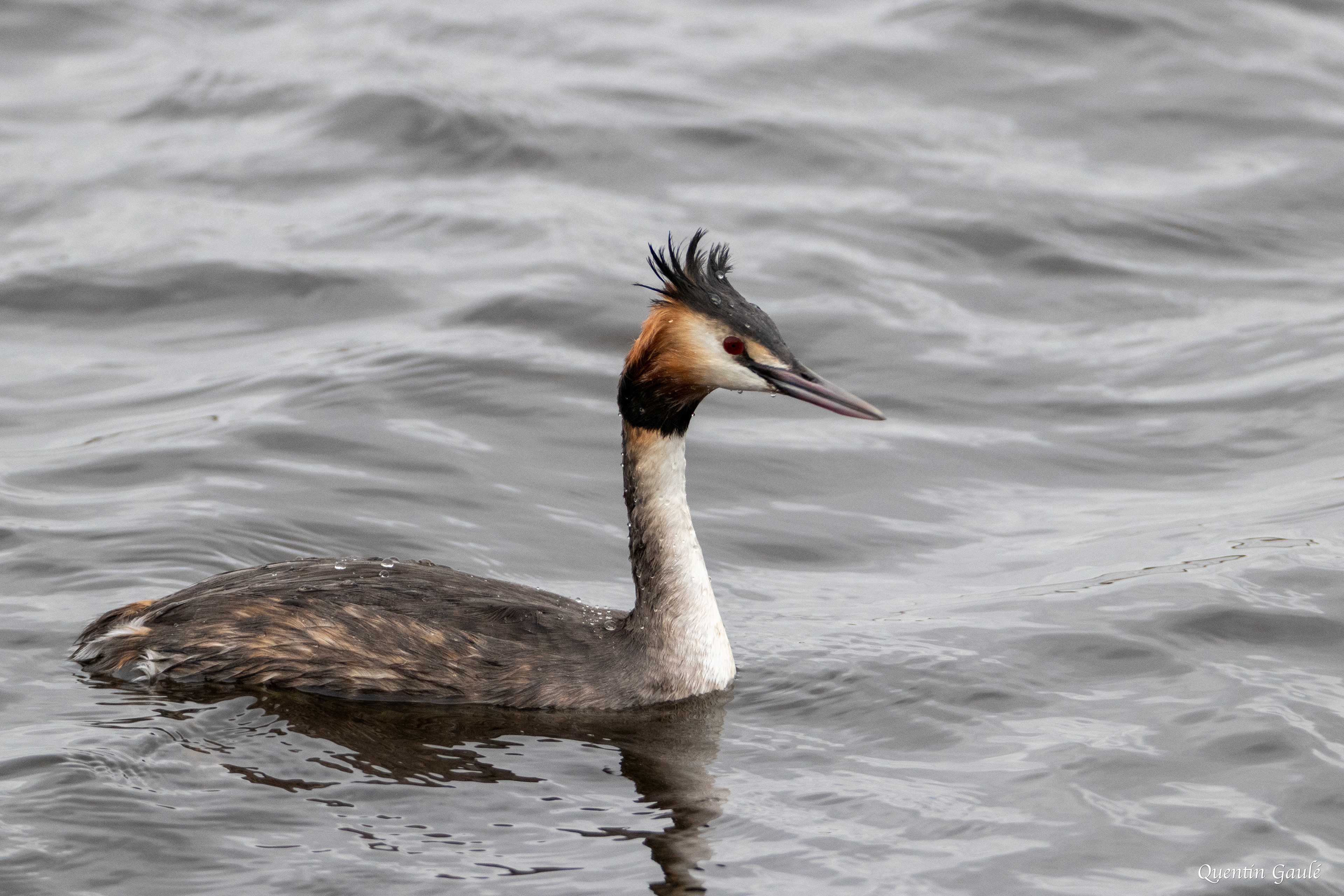 Grèbe huppé (Podiceps cristatus) - Réserve Naturelle Nationale de Chérine, Indre (36)