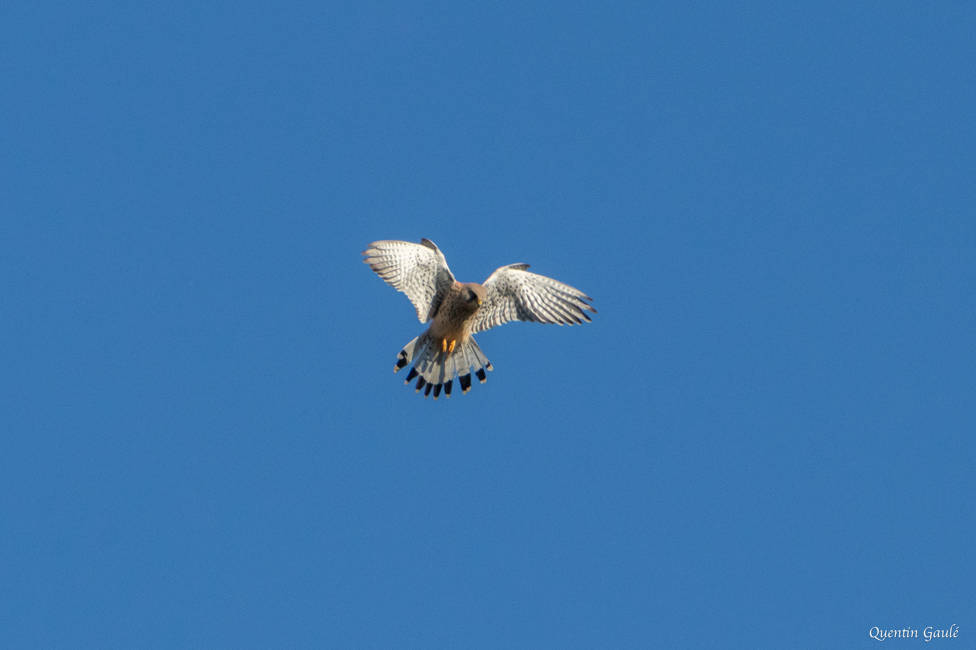 Faucon crécerelle (Falco tinnunculus) - Riaucourt, Haute-Marne (52)