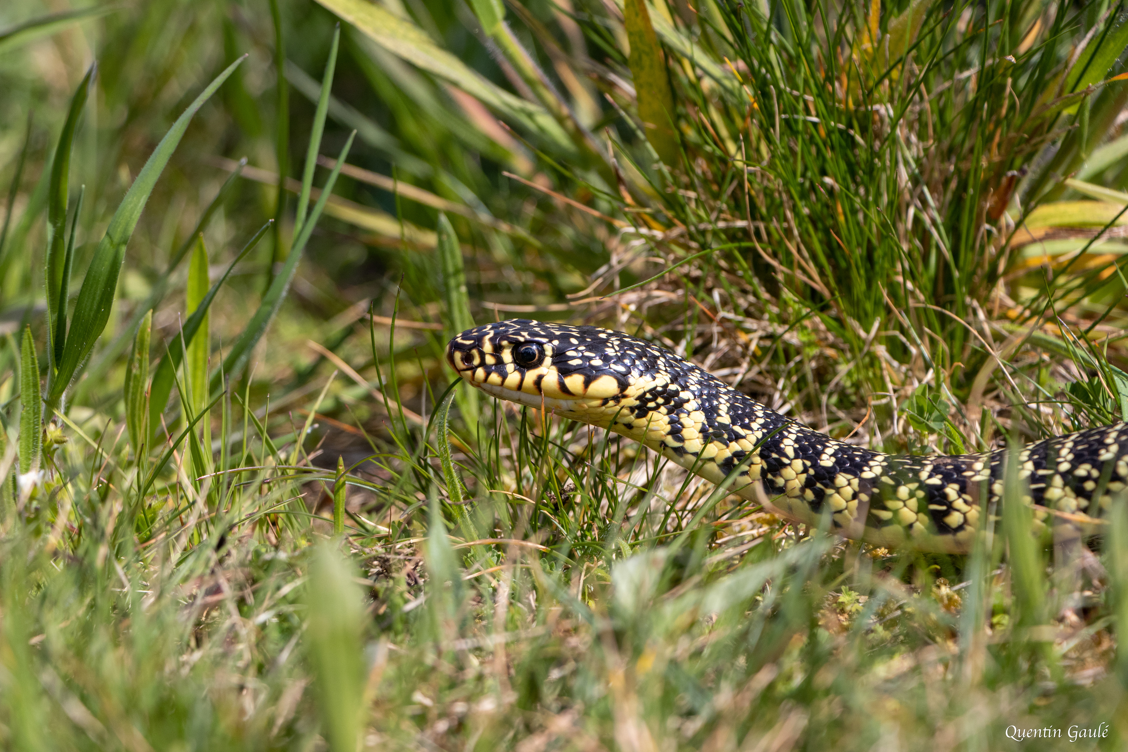 Couleuvre verte et jaune (Hierophis viridiflavus) - La Meyze, Haute-Vienne (87)