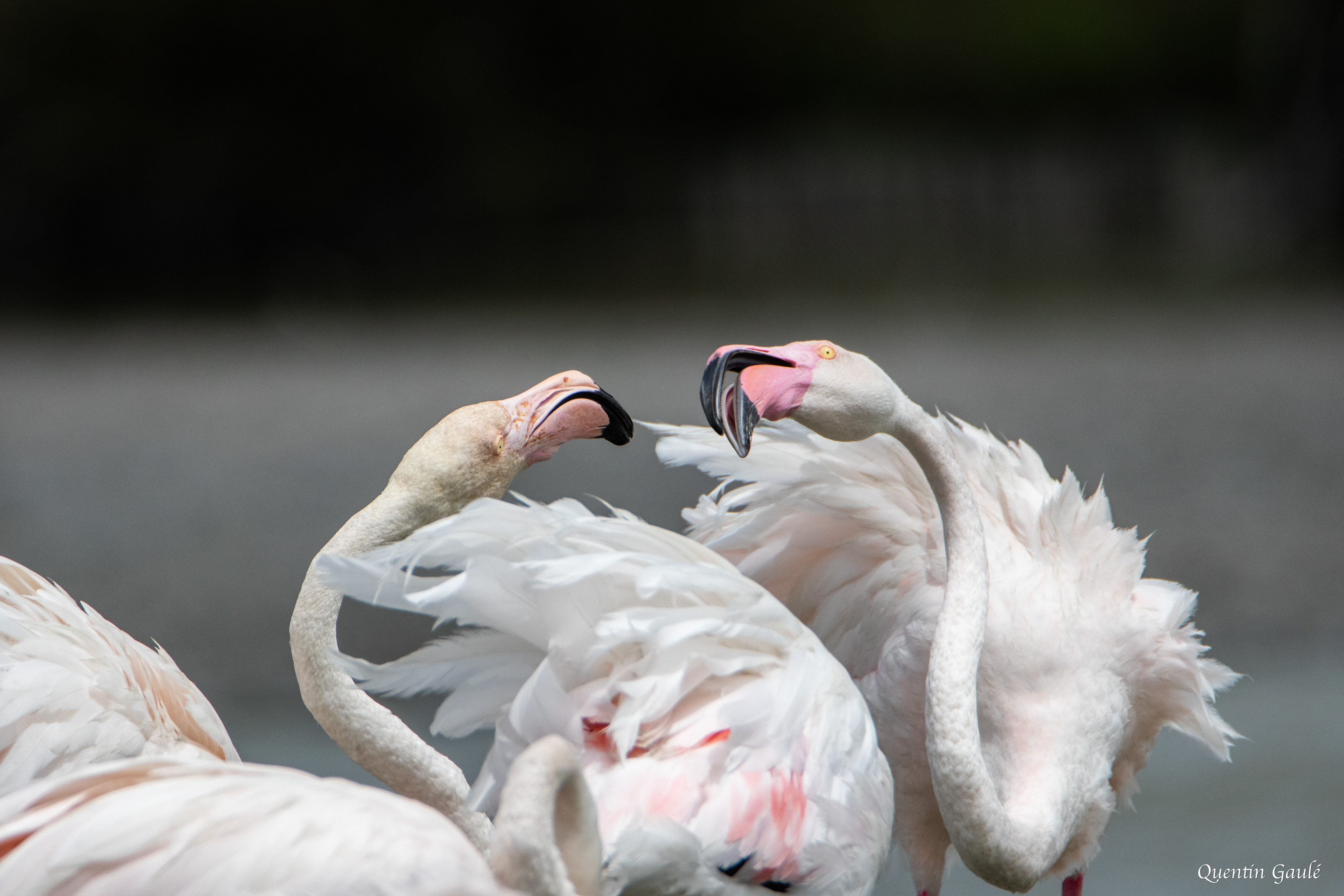Flamant rose (Phoenicopterus roseus) - Parc ornithologique du Pont de Gau, Bouches-du-Rhône (13)