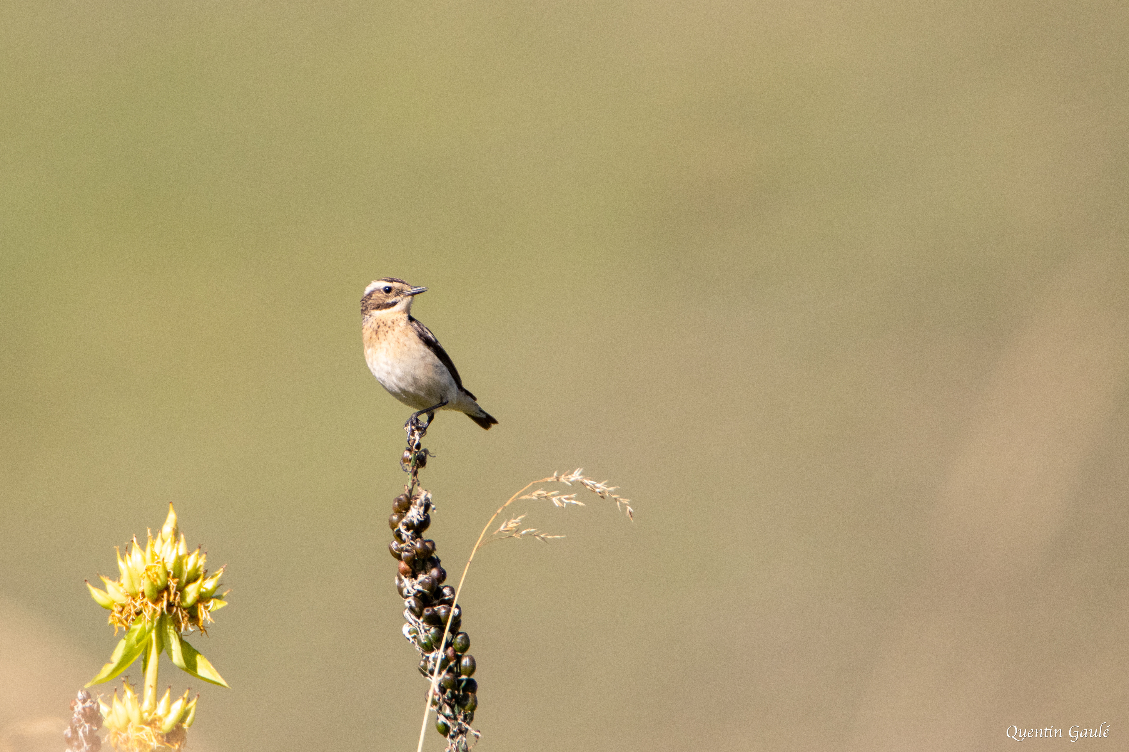 Tarier des prés (Saxicola rubetra) - Col du Pourtalet, Laruns (64)