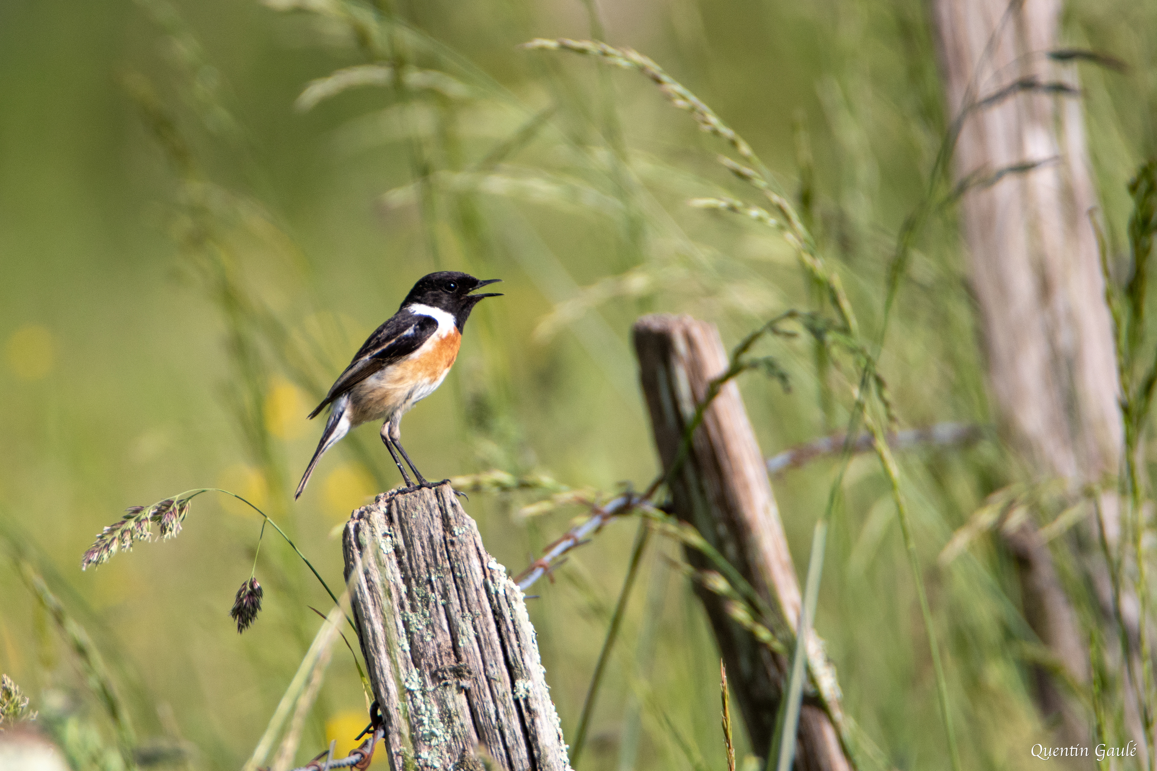 Tarier pâtre (Saxicola rubicola) - Saint-Colome (64)