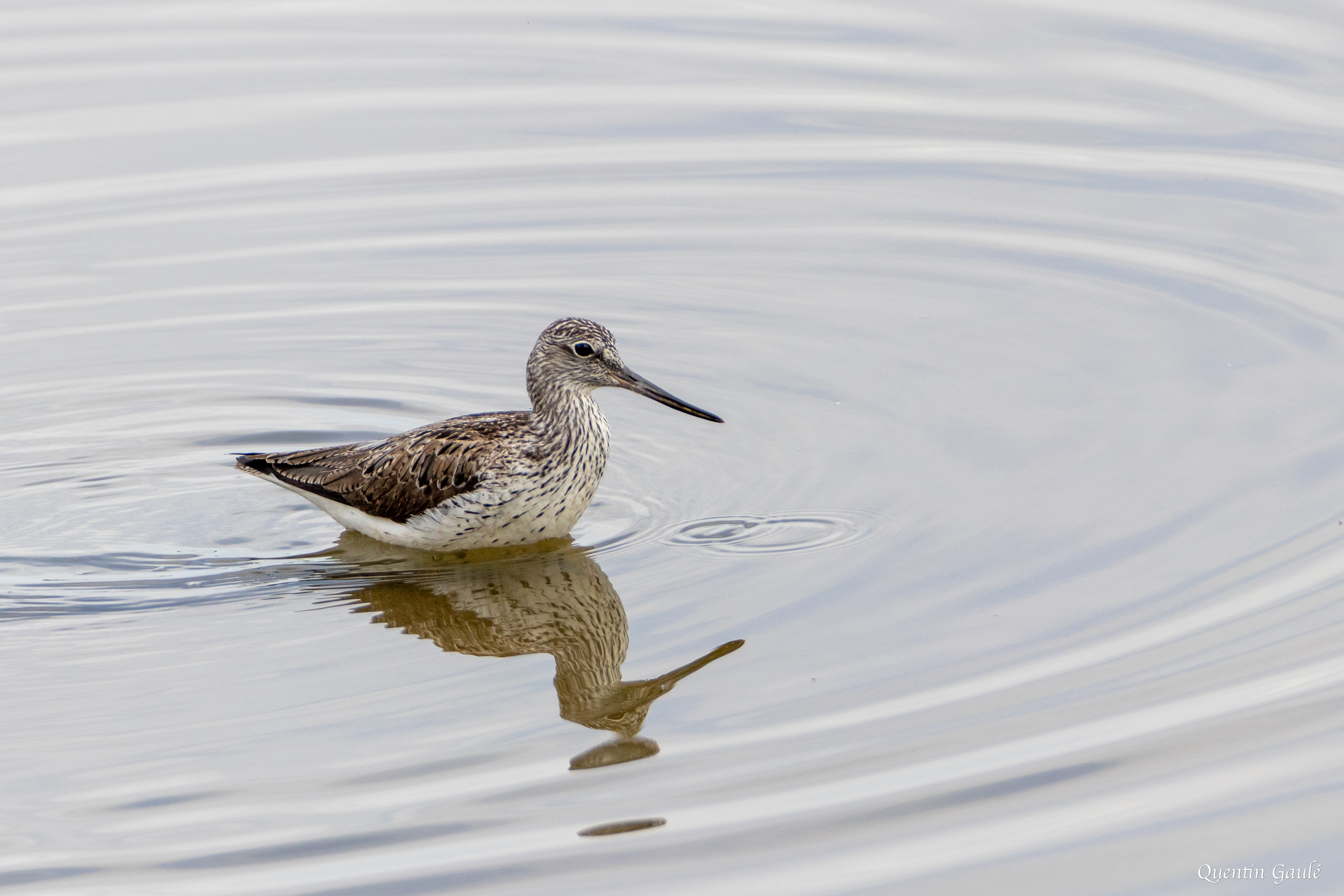Chevalier aboyeur (Tringa nebularia) - Réserve ornithologique du Teich, Gironde (33)