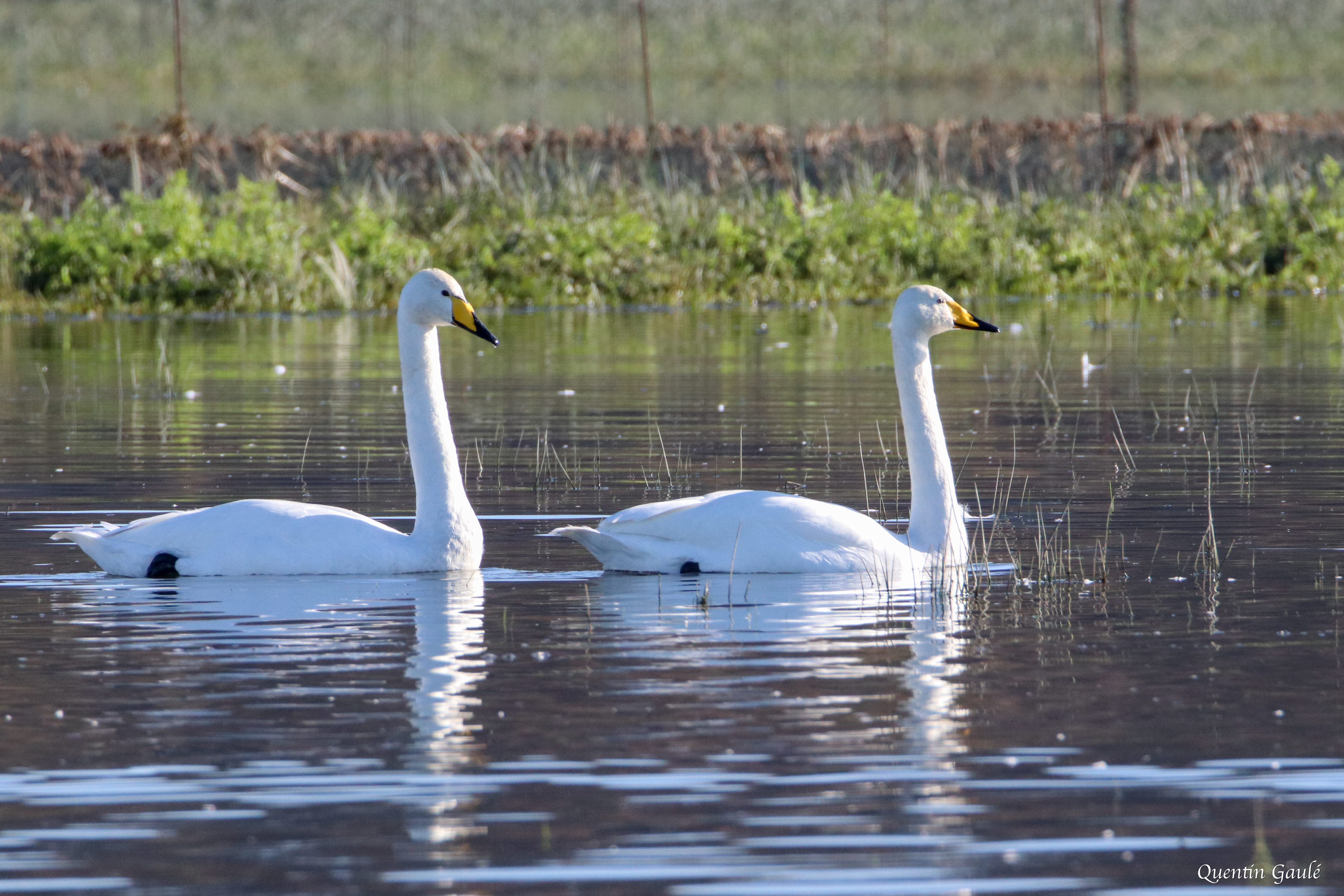 Cygne chanteur (Cygnus cygnus) - Guiche, Pyrénées-Atlantiques (64)