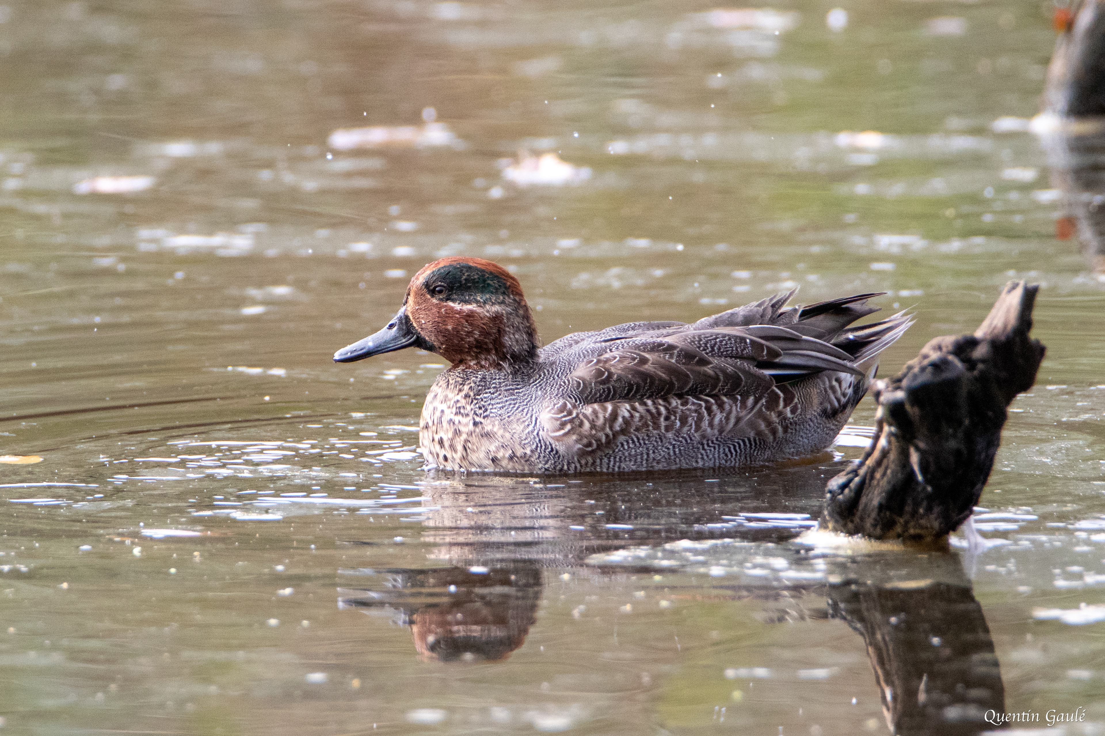 Sarcelle d'hiver (Anas crecca) - Réserve ornithologique du Teich, Gironde (33)