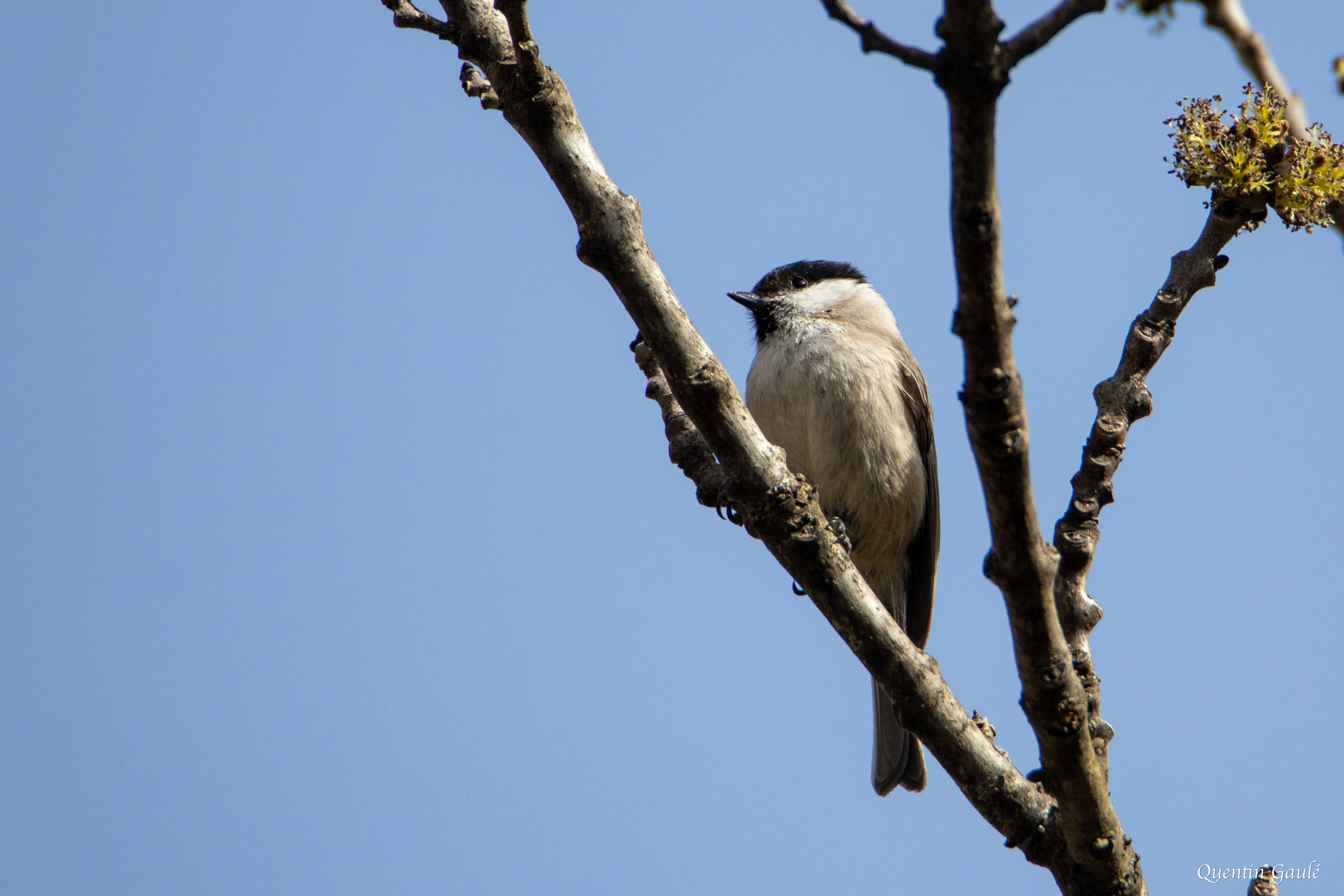 Mésange nonnette (Poecile palustris) - Etsaut (64)