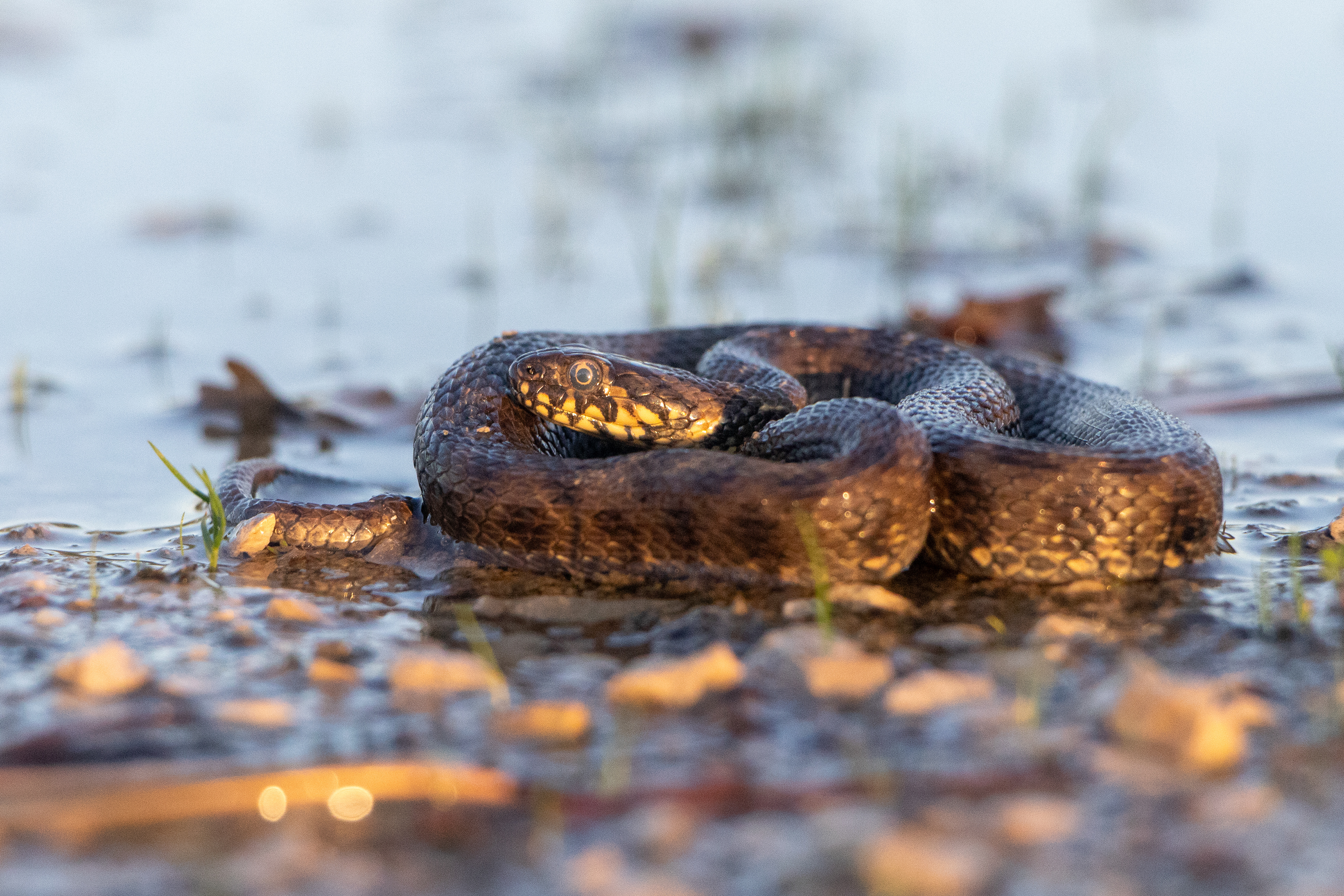 Couleuvre vipérine (Natrix maura) - Étang de Bellebouche, Mézières-en-Brenne, Indre (36)