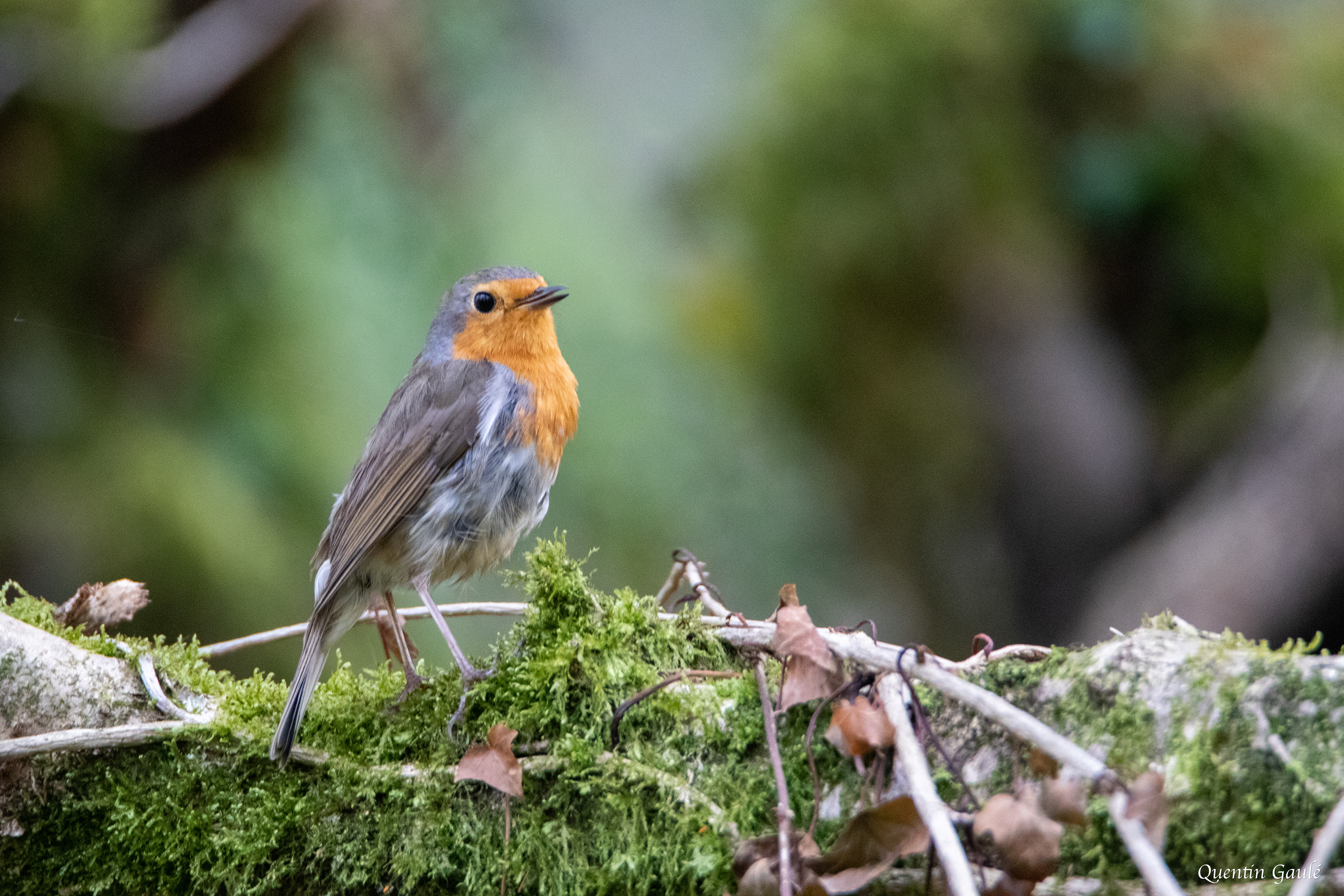 Rouge-gorge familier (Erithacus rubecula) - Gelos (64)