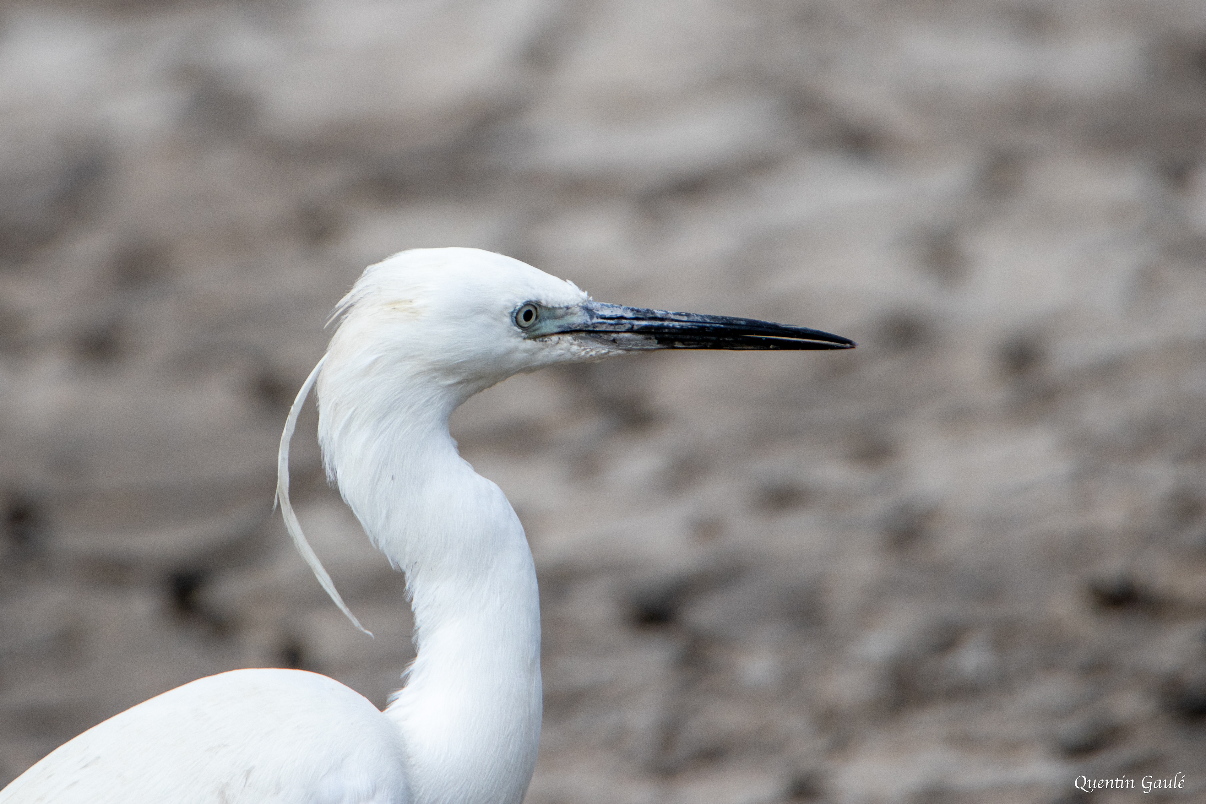 Aigrette garzette (Egretta garzetta) - Parc ornithologique du Pont-de-Gau, Bouche-du-Rhône (13)