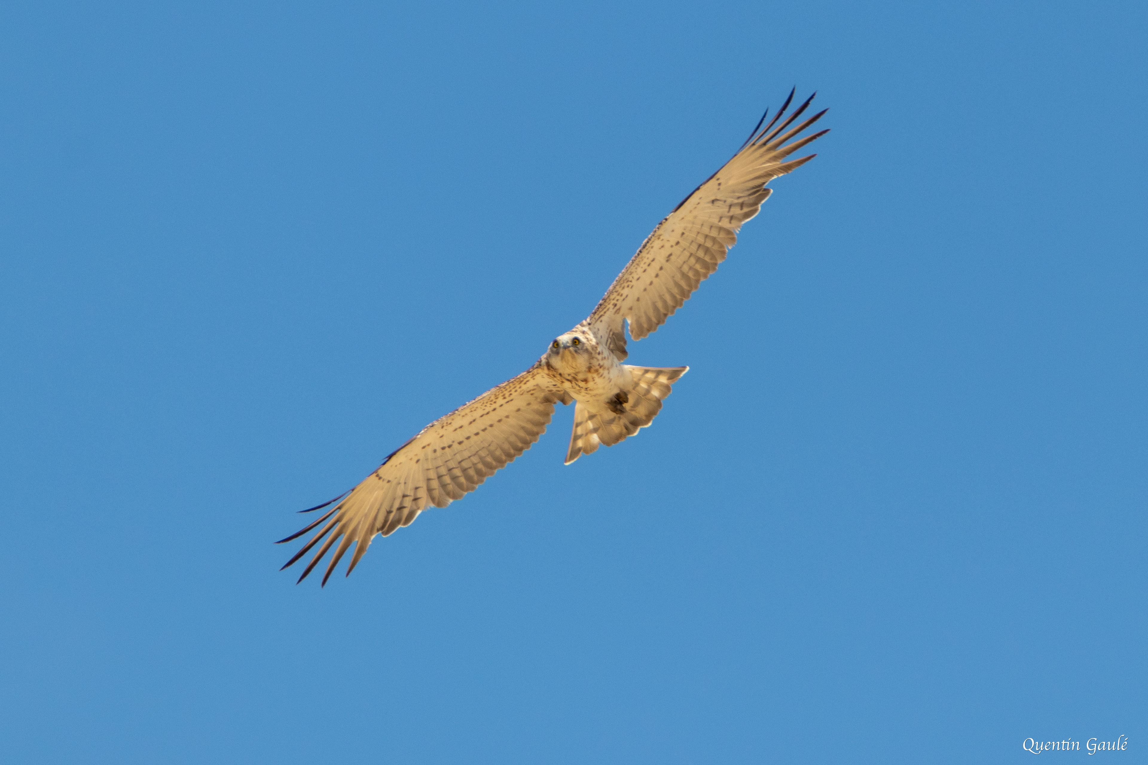Circaète Jean-le-Blanc (Circaetus gallicus) - Pitillas, Navarre (Espagne)
